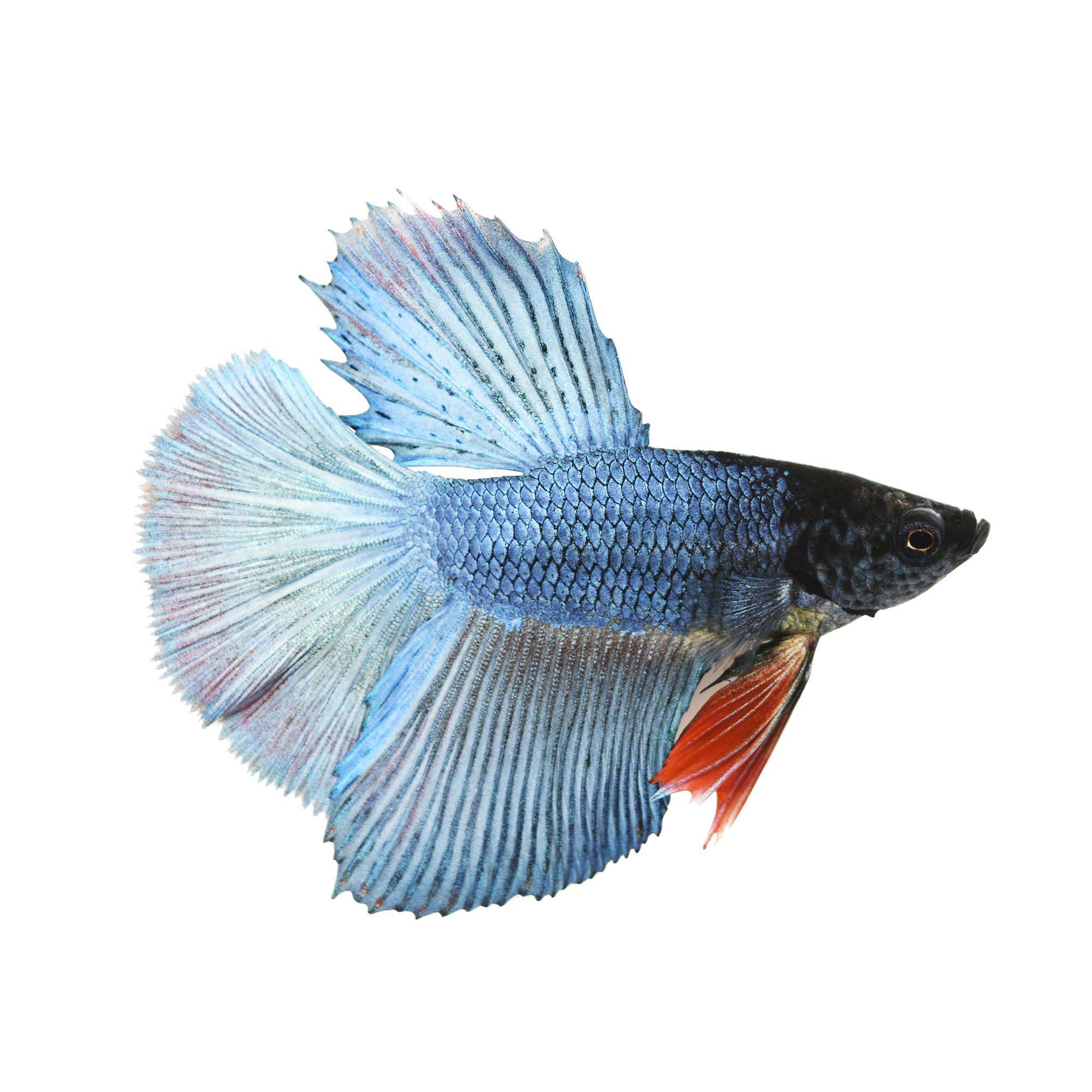 Male Deltatail Betta | Petco