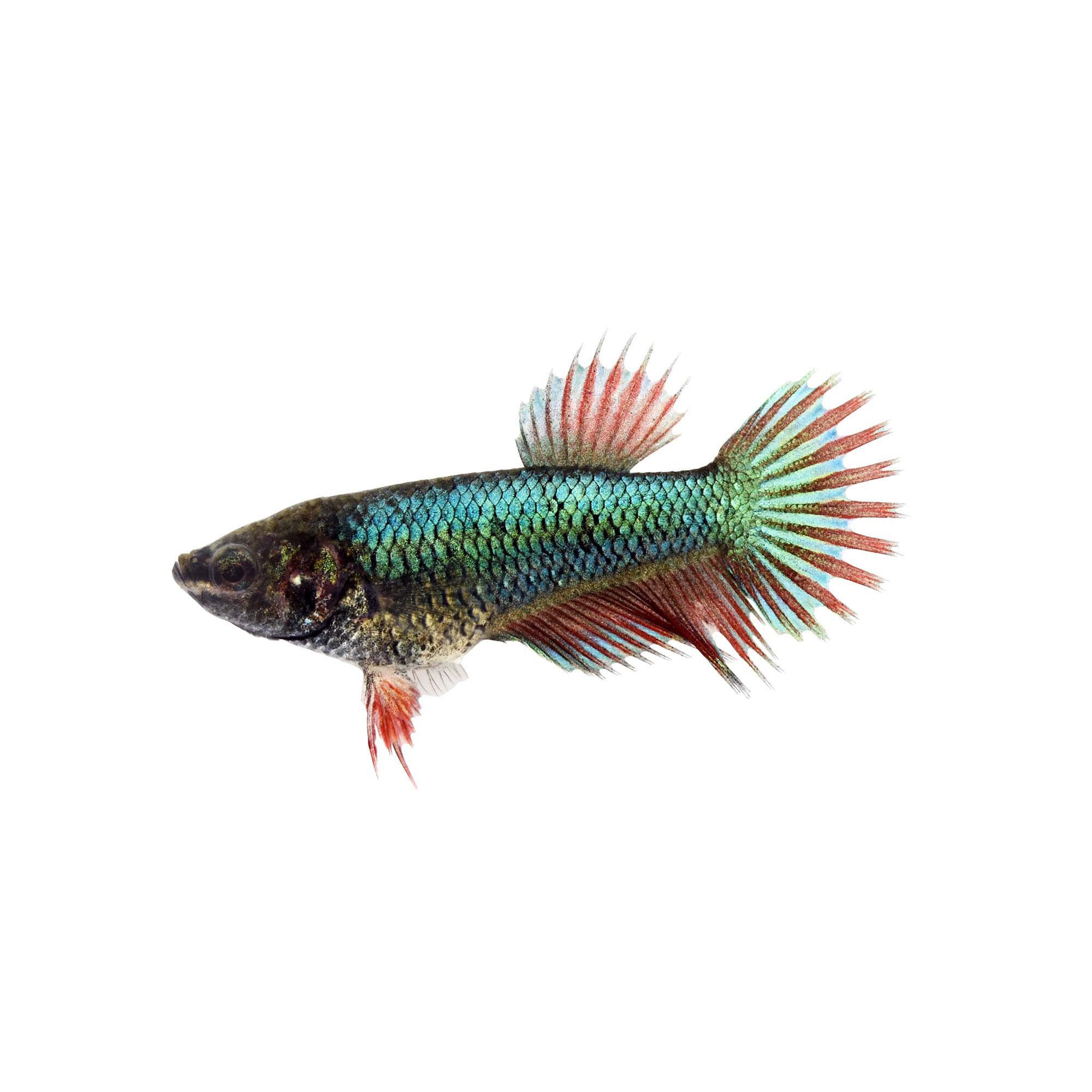 Female Crowntail Betta Fish | Siamese Fighting Fish ...