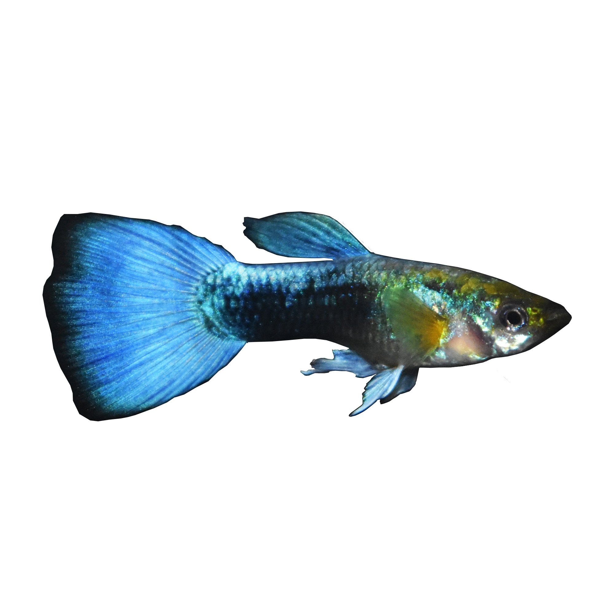 Blue Neon  Guppy  Petco