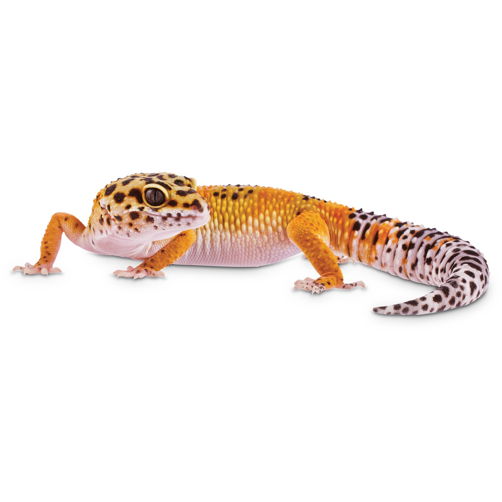 leopard gecko teddy