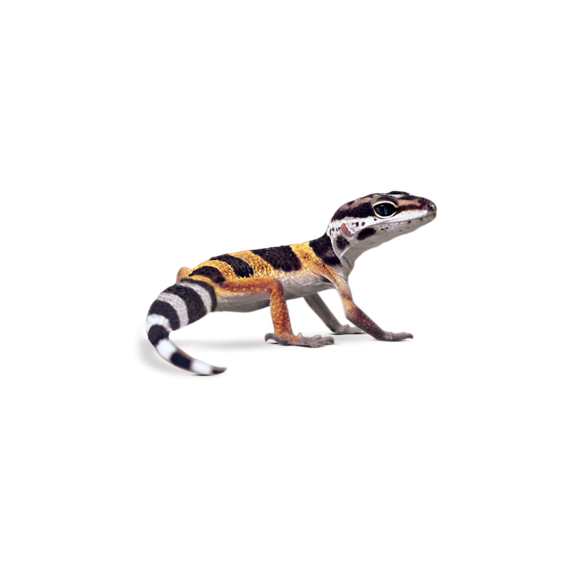 Leopard Geckos for Sale | Buy Pet Leopard Geckos | Petco