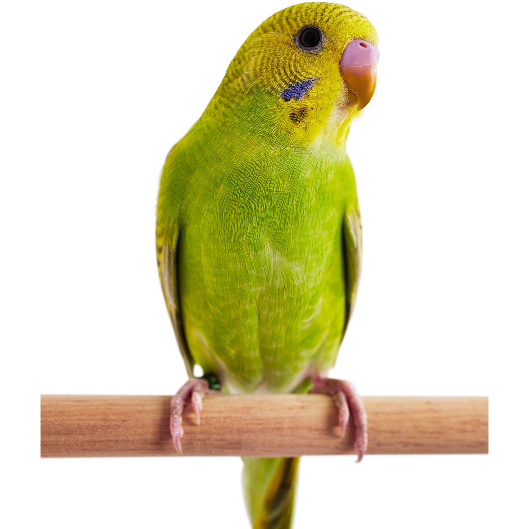 Green Parakeet | Petco