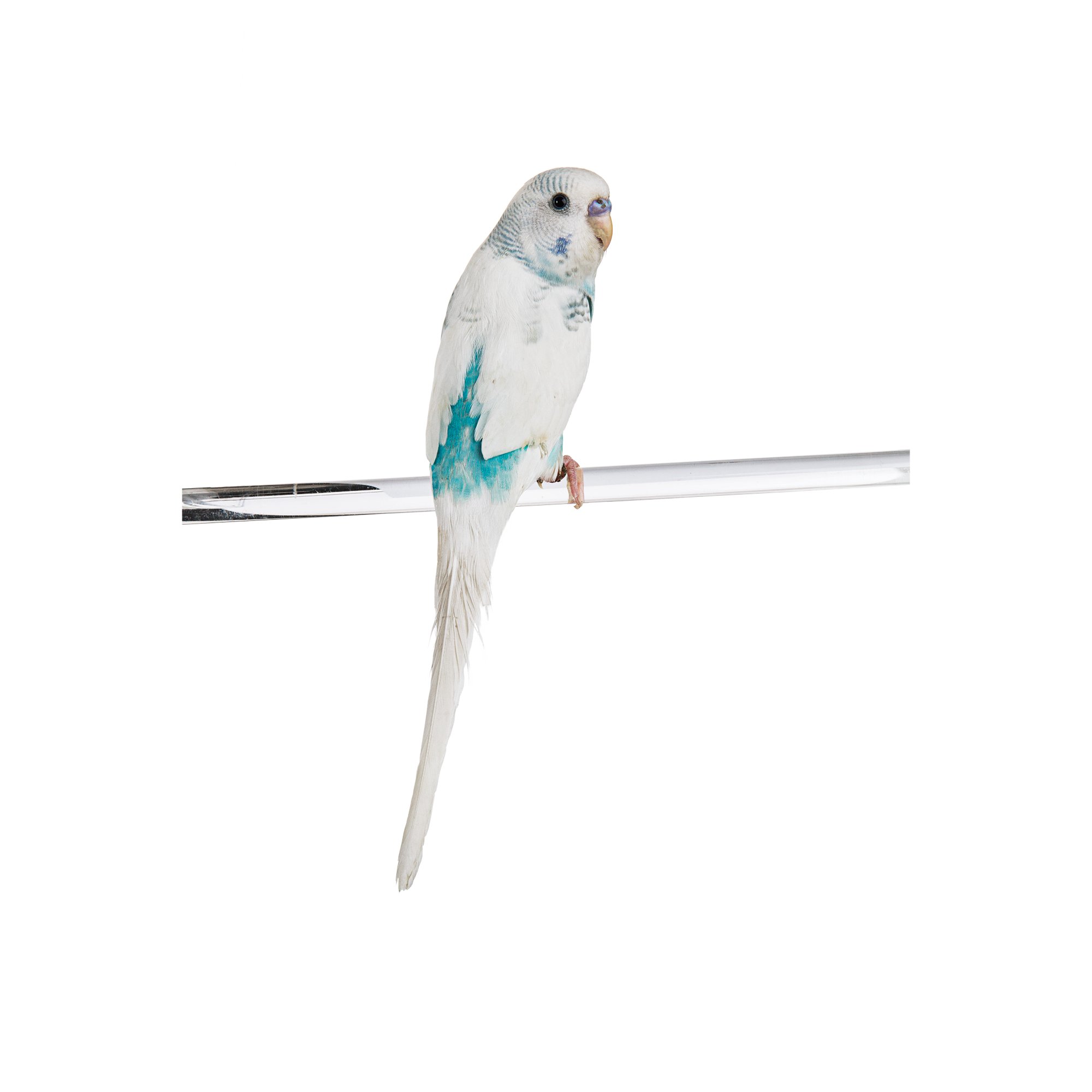 Parakeets for Sale Buy Fancy Rare Parakeets/Budgies for Sale Petco