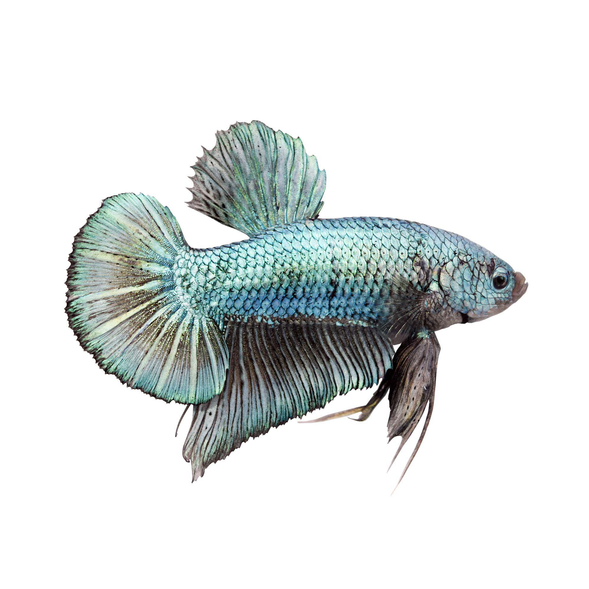 Male Halfmoon King Betta Fish | Petco