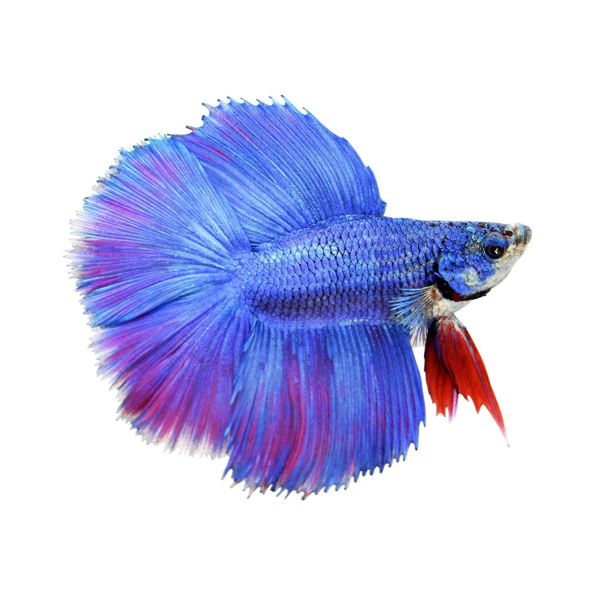 Male Halfmoon Doubletail Betta | Petco