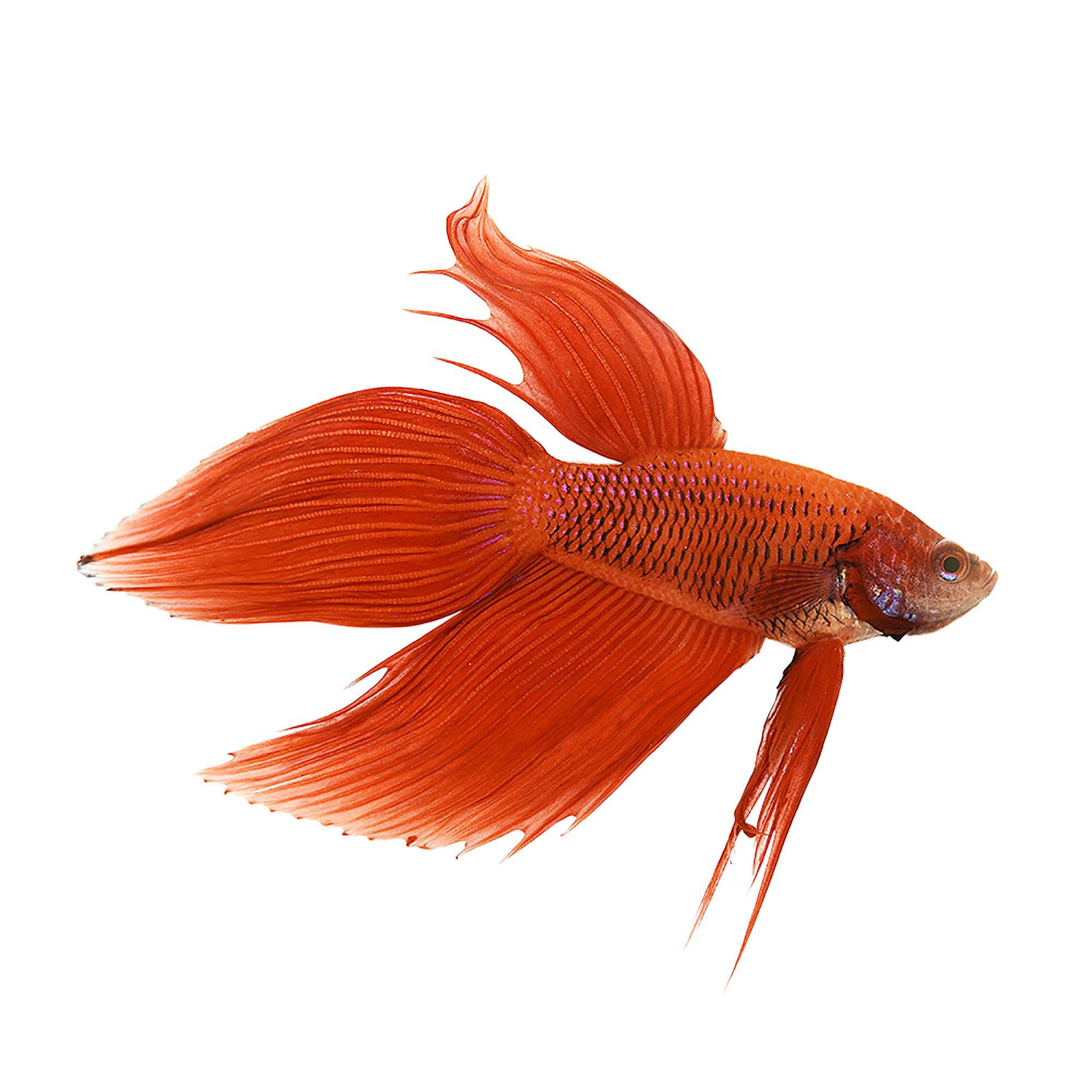 Image result for red betta fish