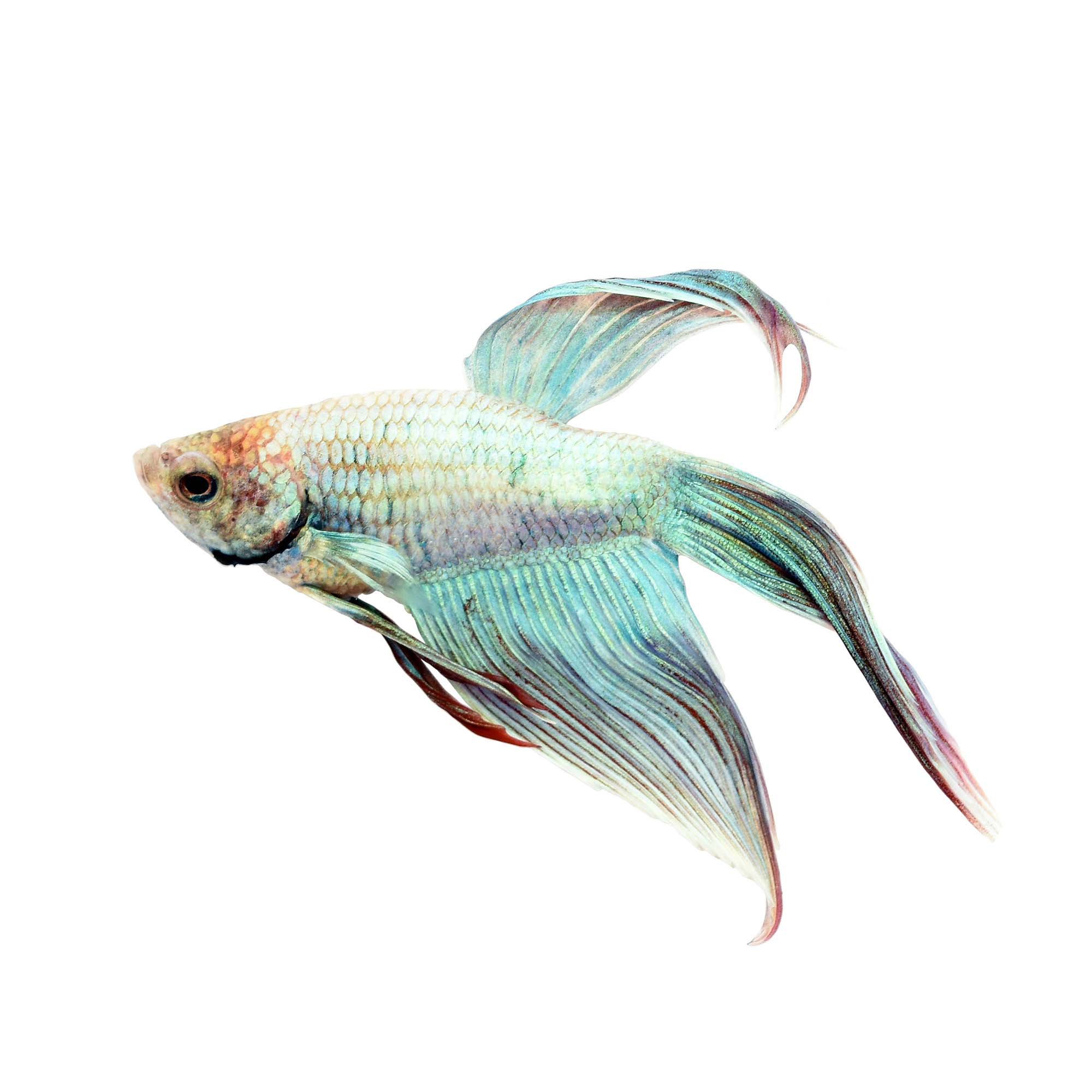 Male Cambodian Veiltail Betta | Petco