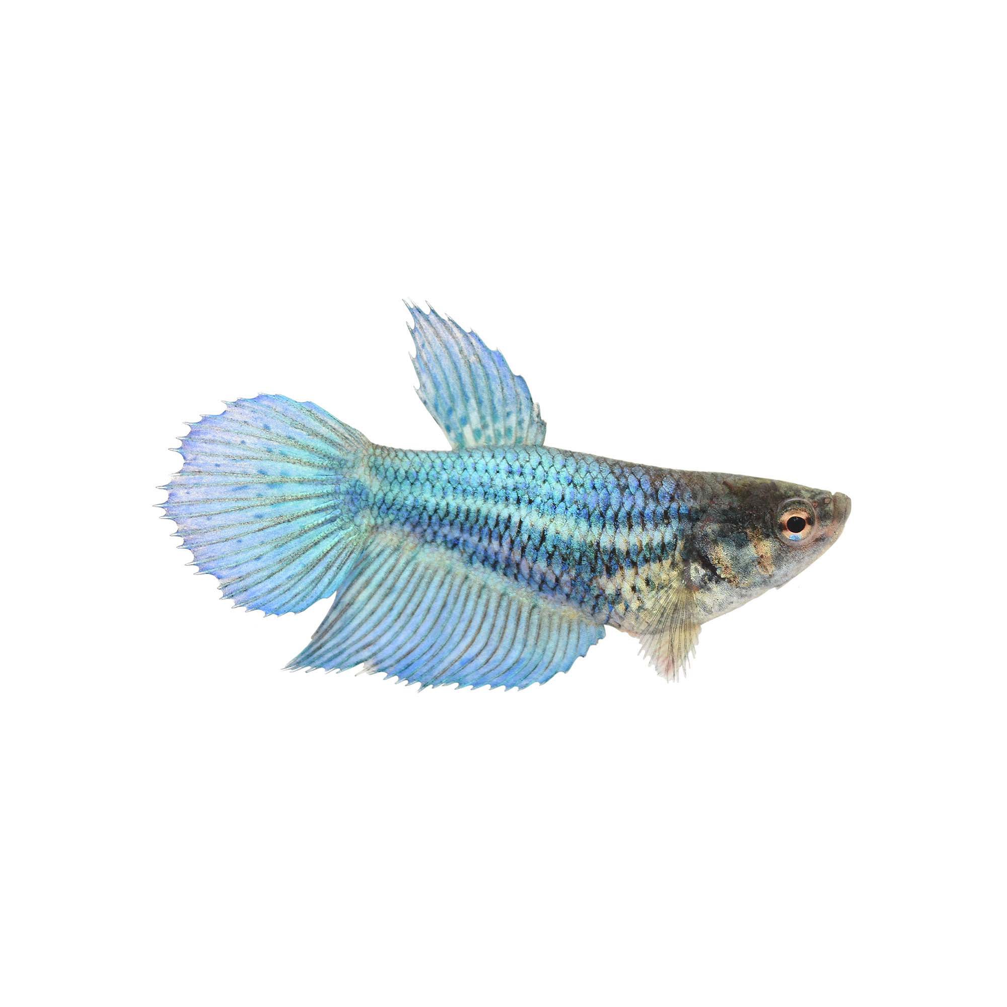 blue female betta fish