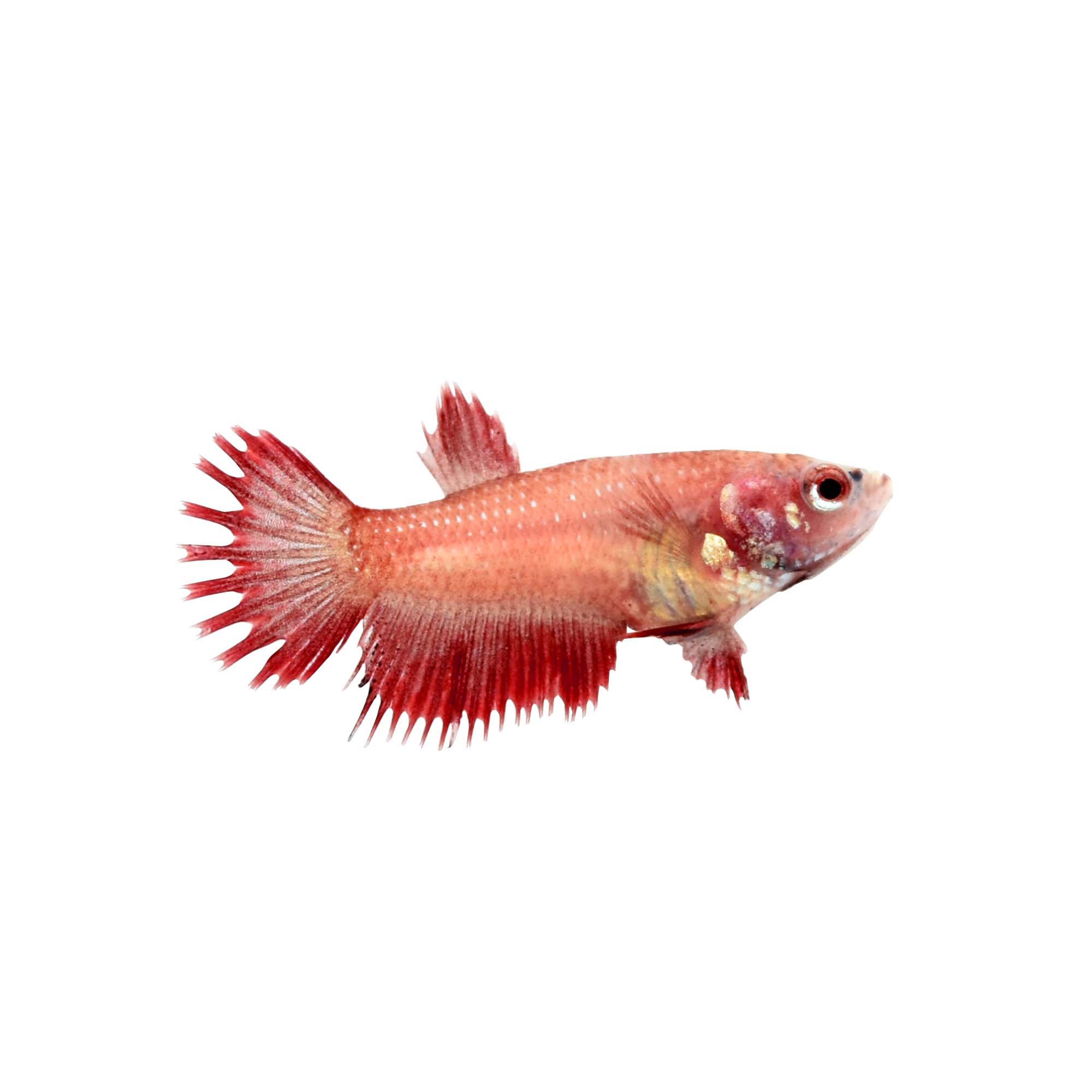 Red Female Crowntail Betta Fish | Petco