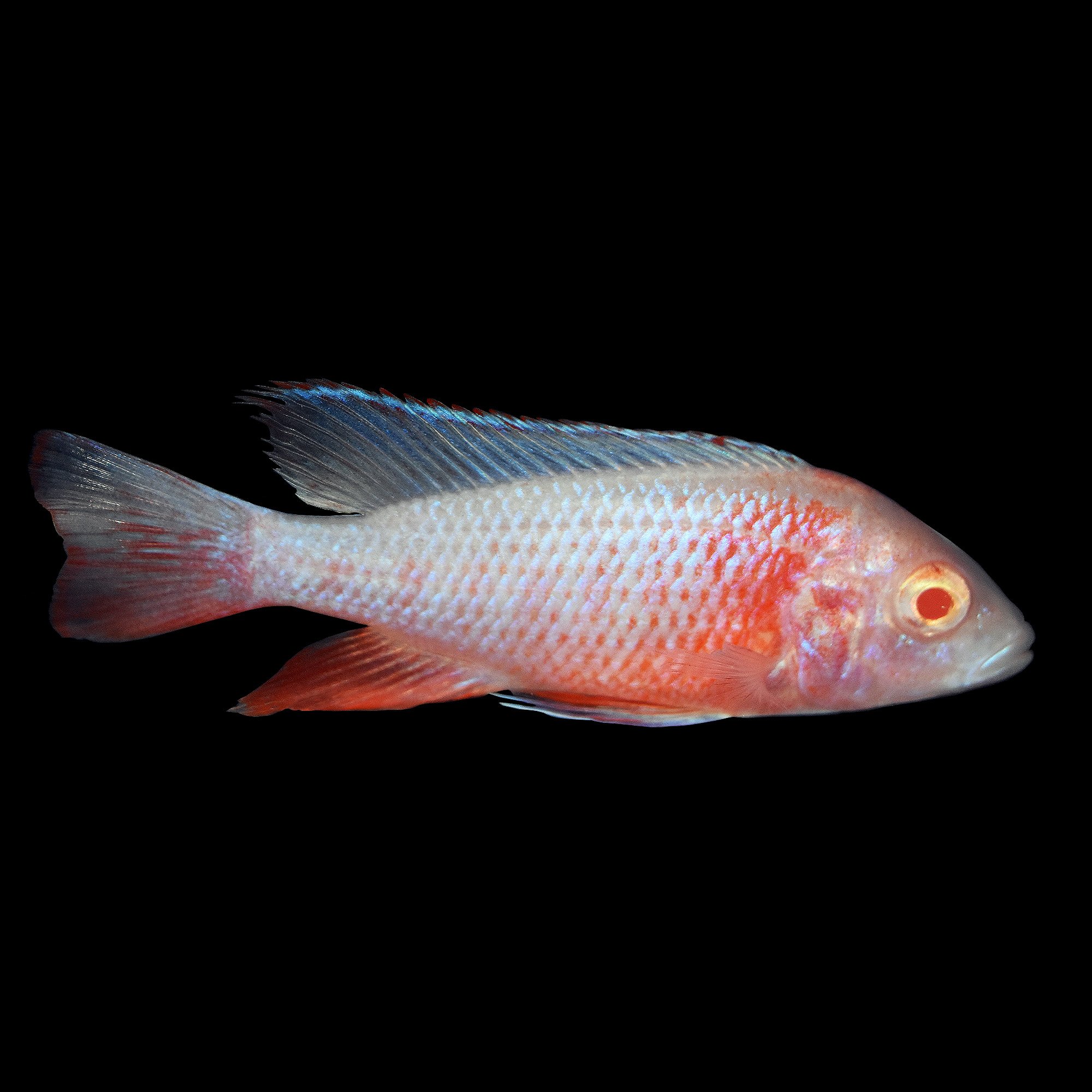 Albino Peacock Cichlid - Medium | Petco