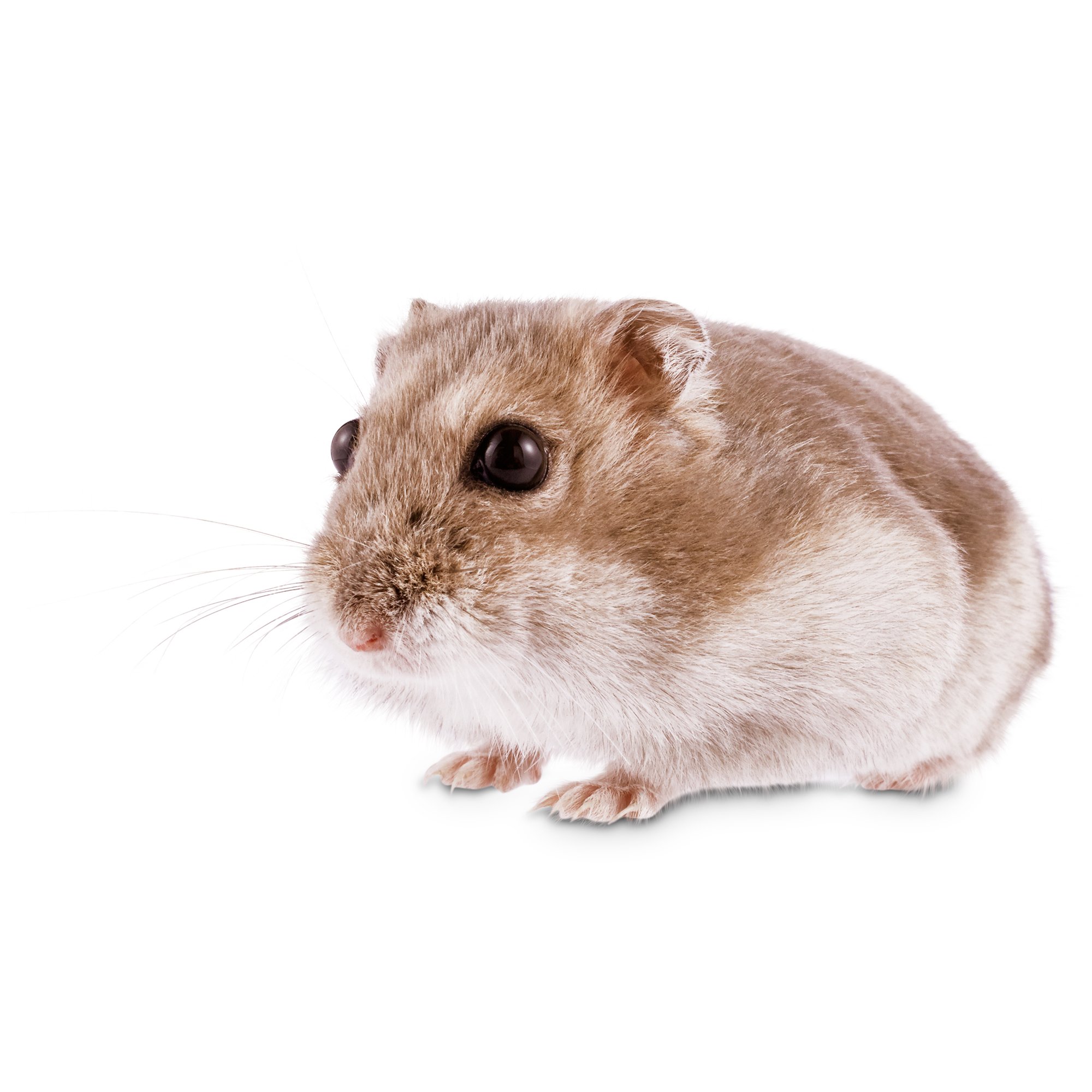 Dwarf Hamster | Petco