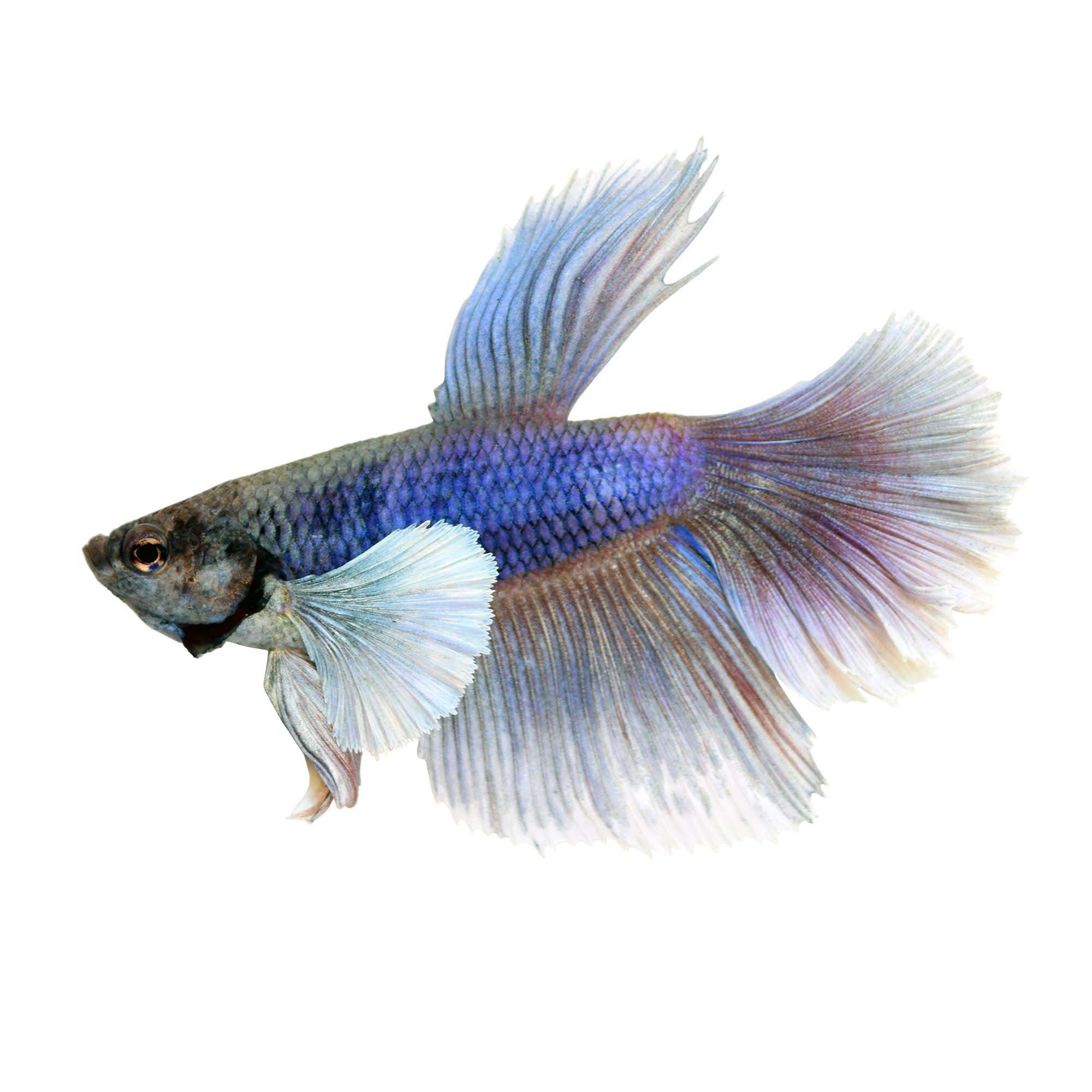 Elephant Ear Halfmoon Betta Fish Petco