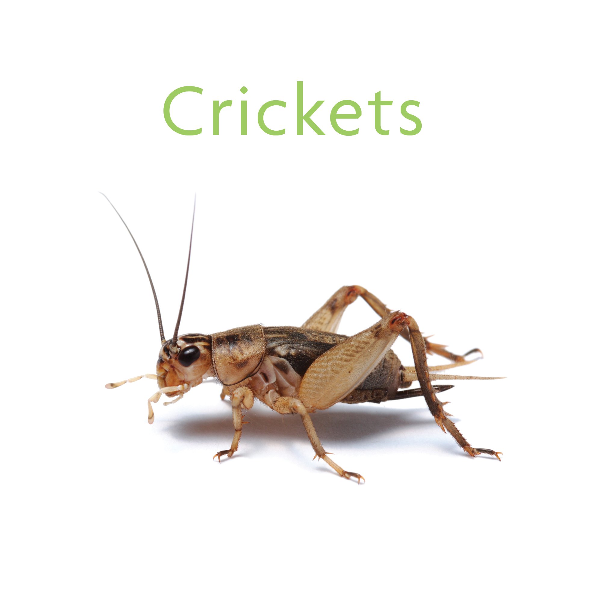 Image result for crickets