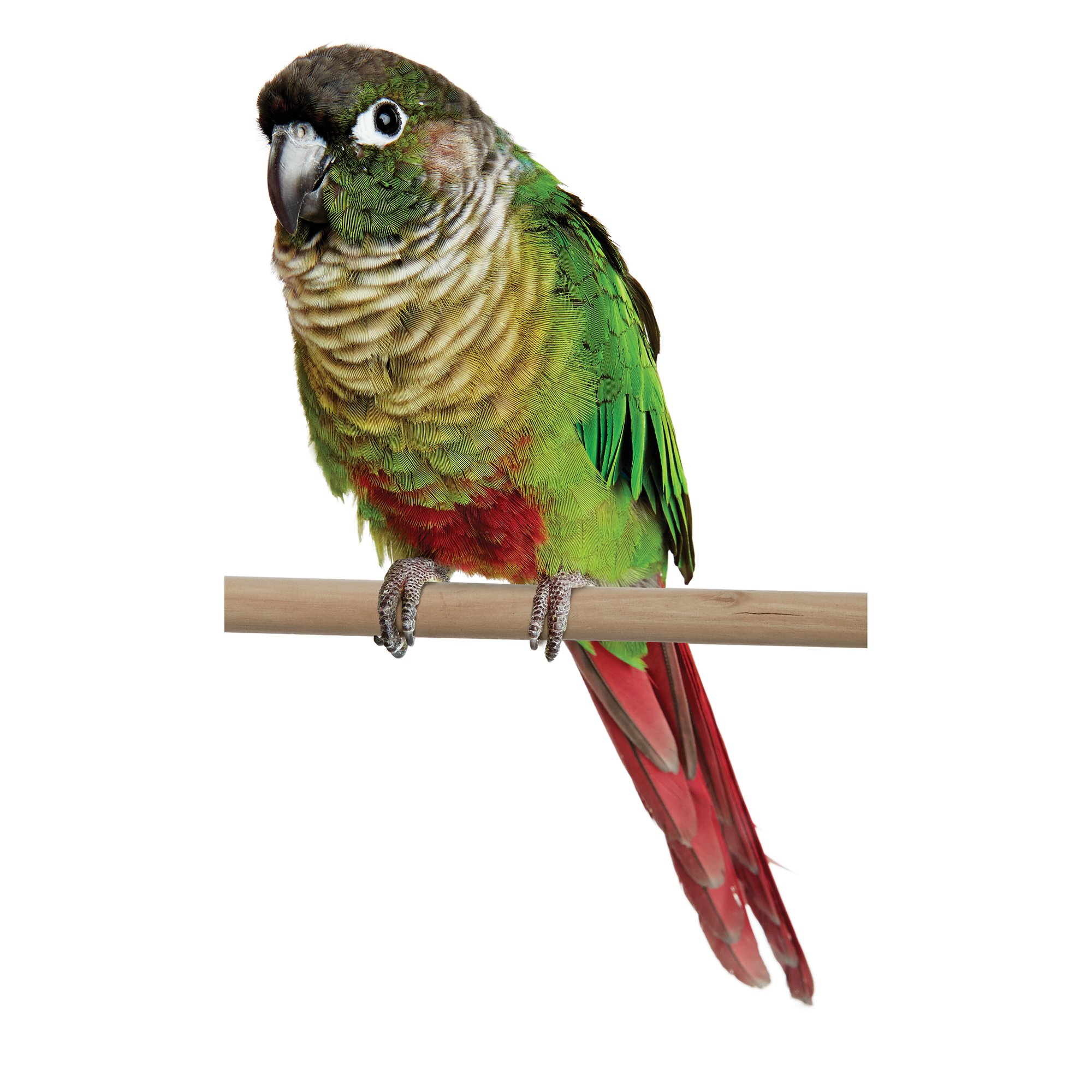 Conures for Sale Green Cheek Conure Birds for Sale Petco