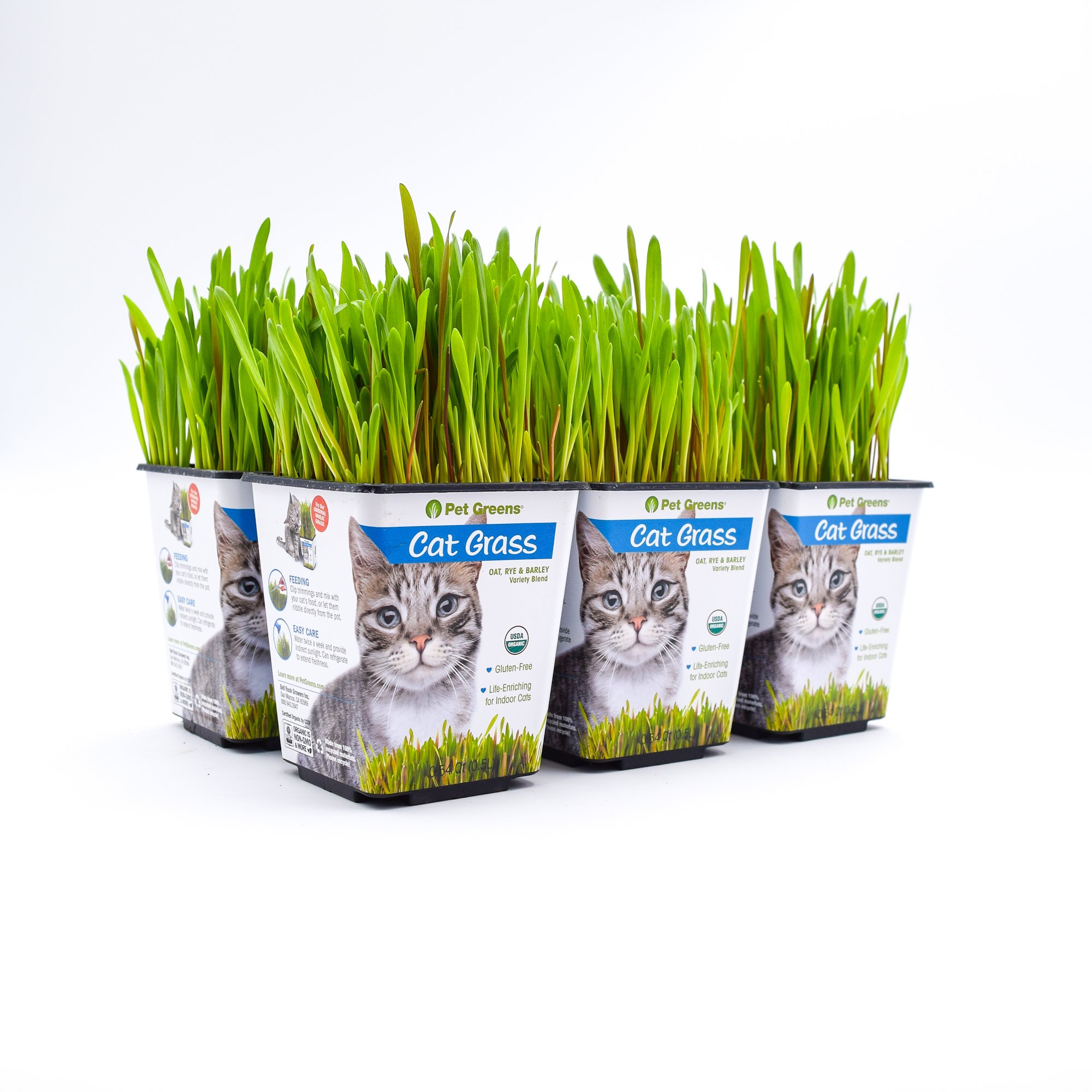 are oats and barley good for dogs