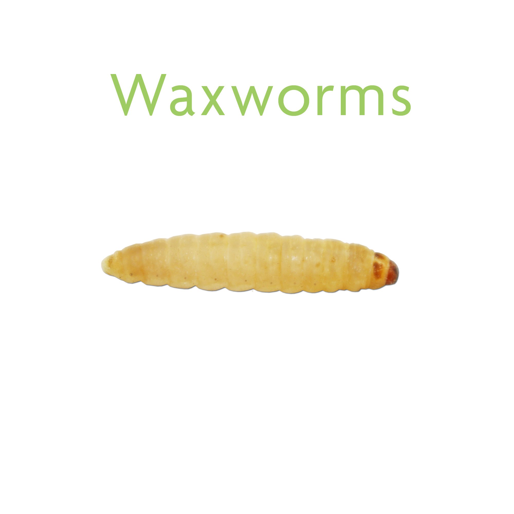 Vita Bugs Waxworms Galleria Mellonella 1000 Count Petco