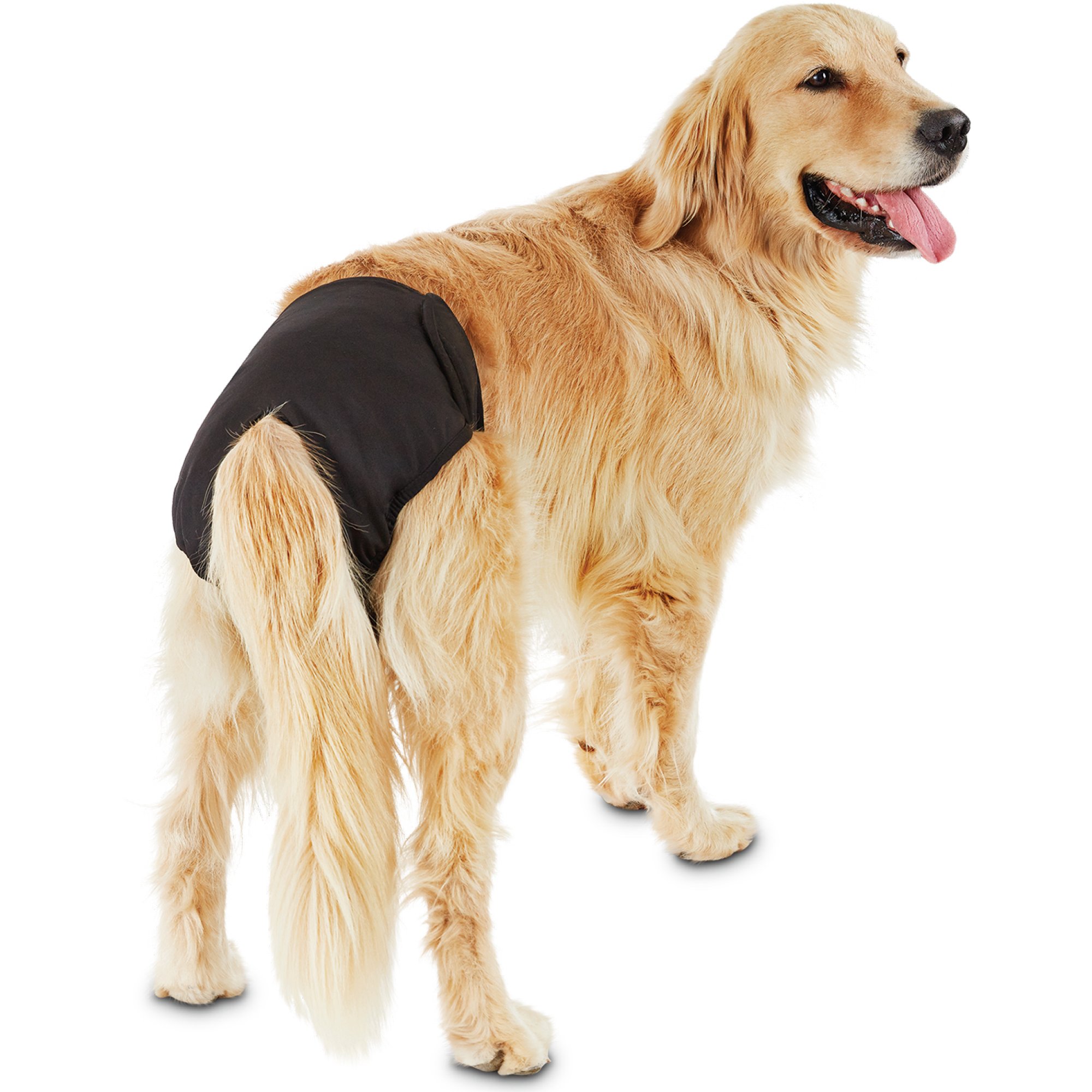 So Phresh Washable Diaper for Dogs 2pk Petco