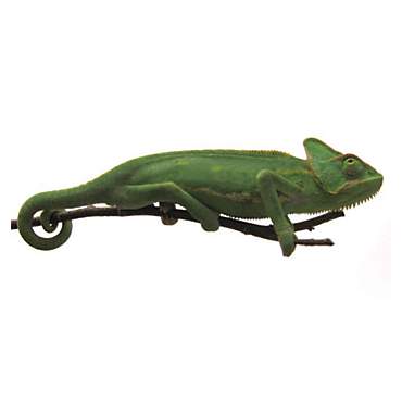 Chameleon For Sale Petco - Pet's Gallery