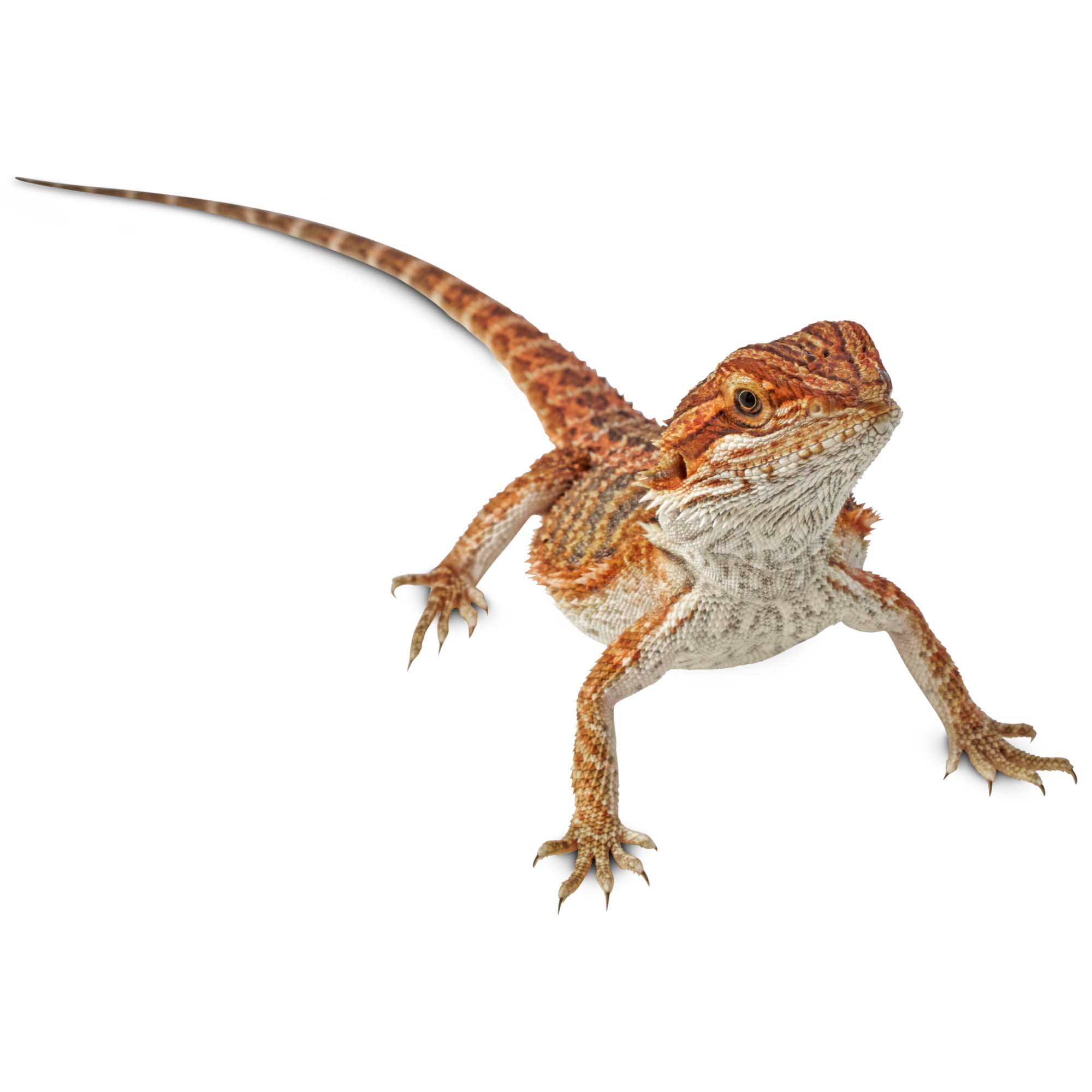 How Much Is Vet Visit For Bearded Dragon