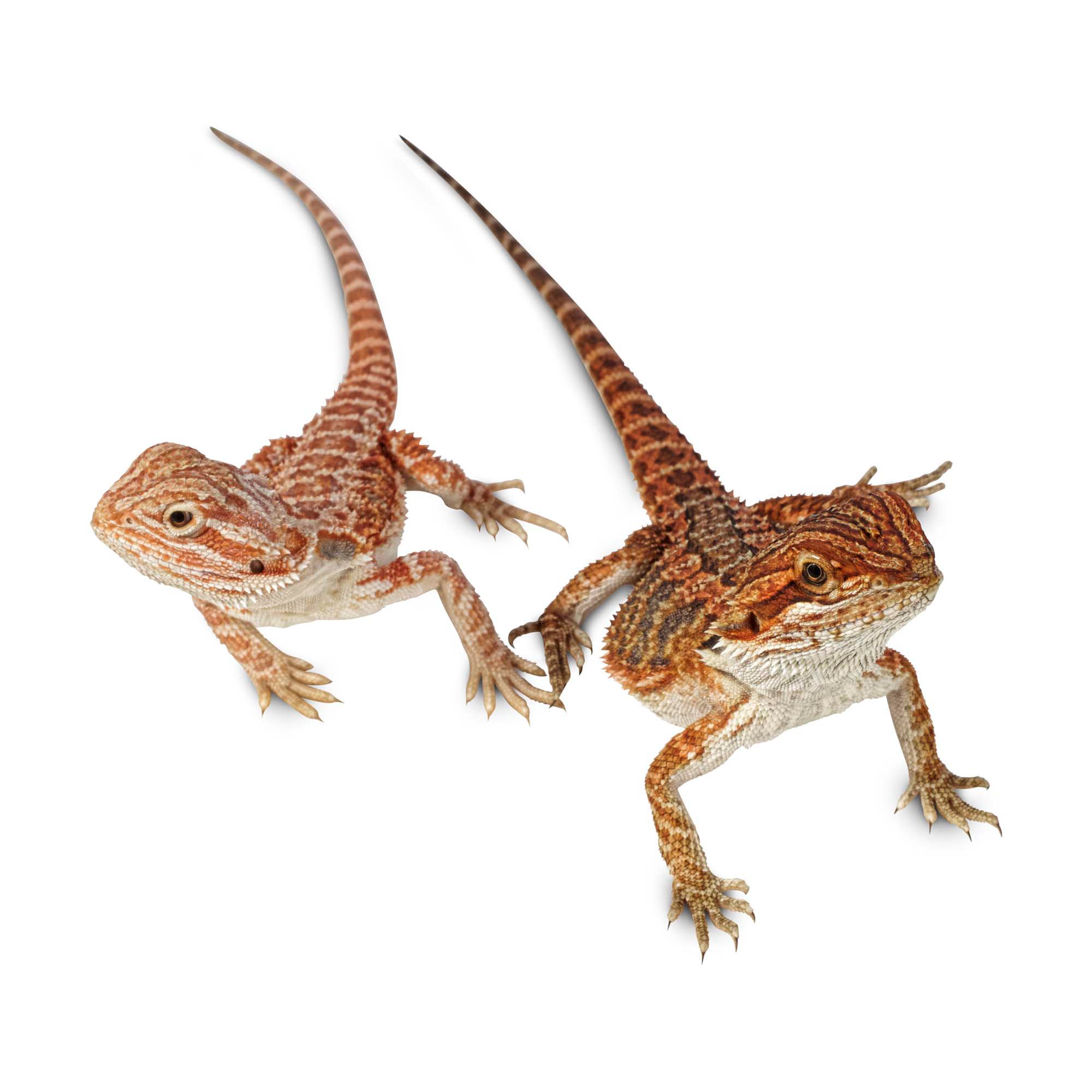 Petsmart Lizards For Sale