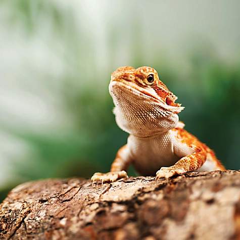 Bearded Dragons For Sale Buy Live Bearded Dragons For Sale