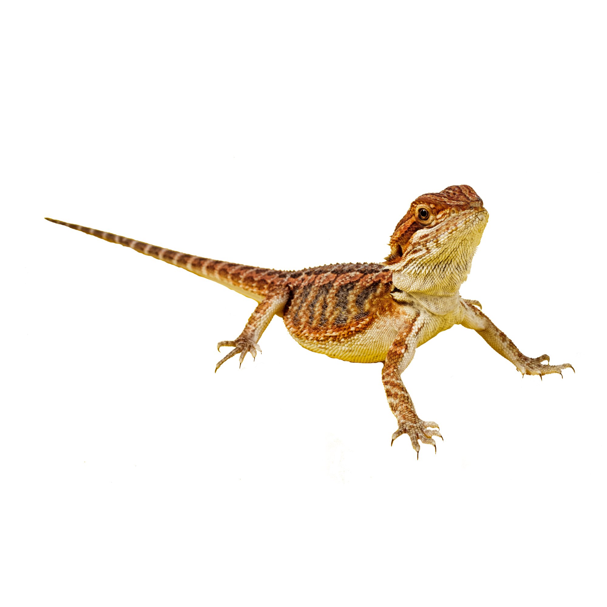 Leopard Geckos for Sale Buy Pet Leopard Geckos Petco