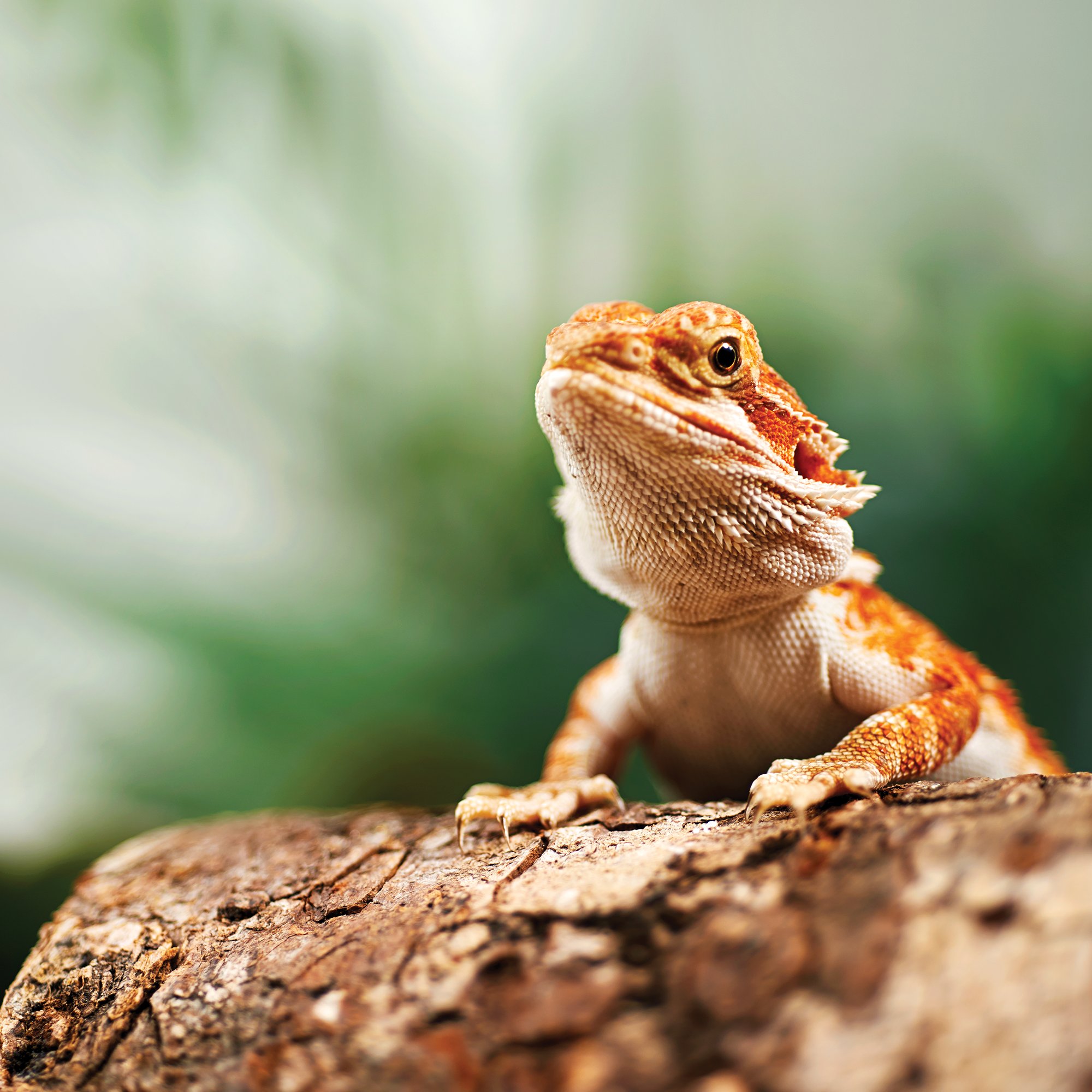 Picture Of A Bearded Dragon