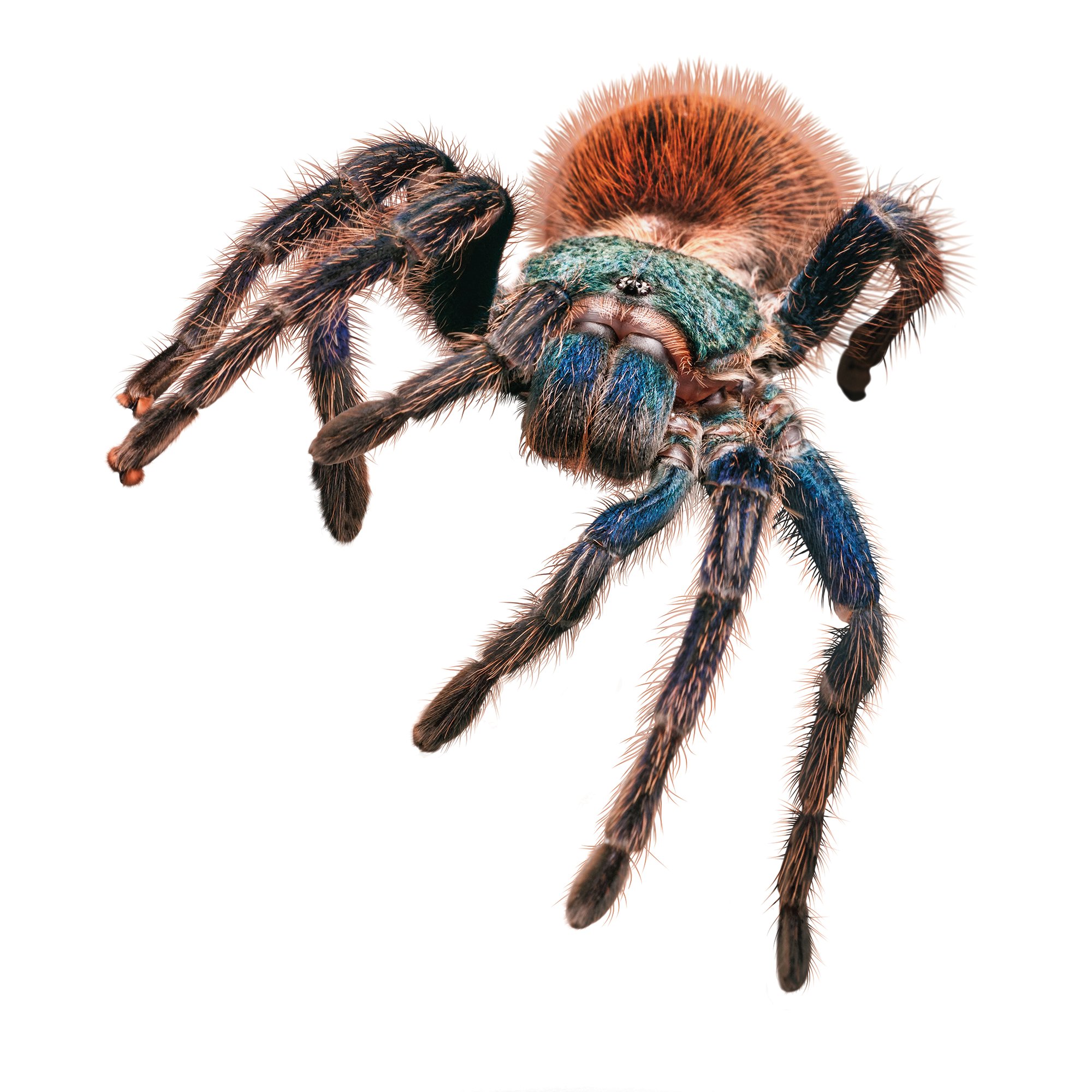 Tarantula | Petco