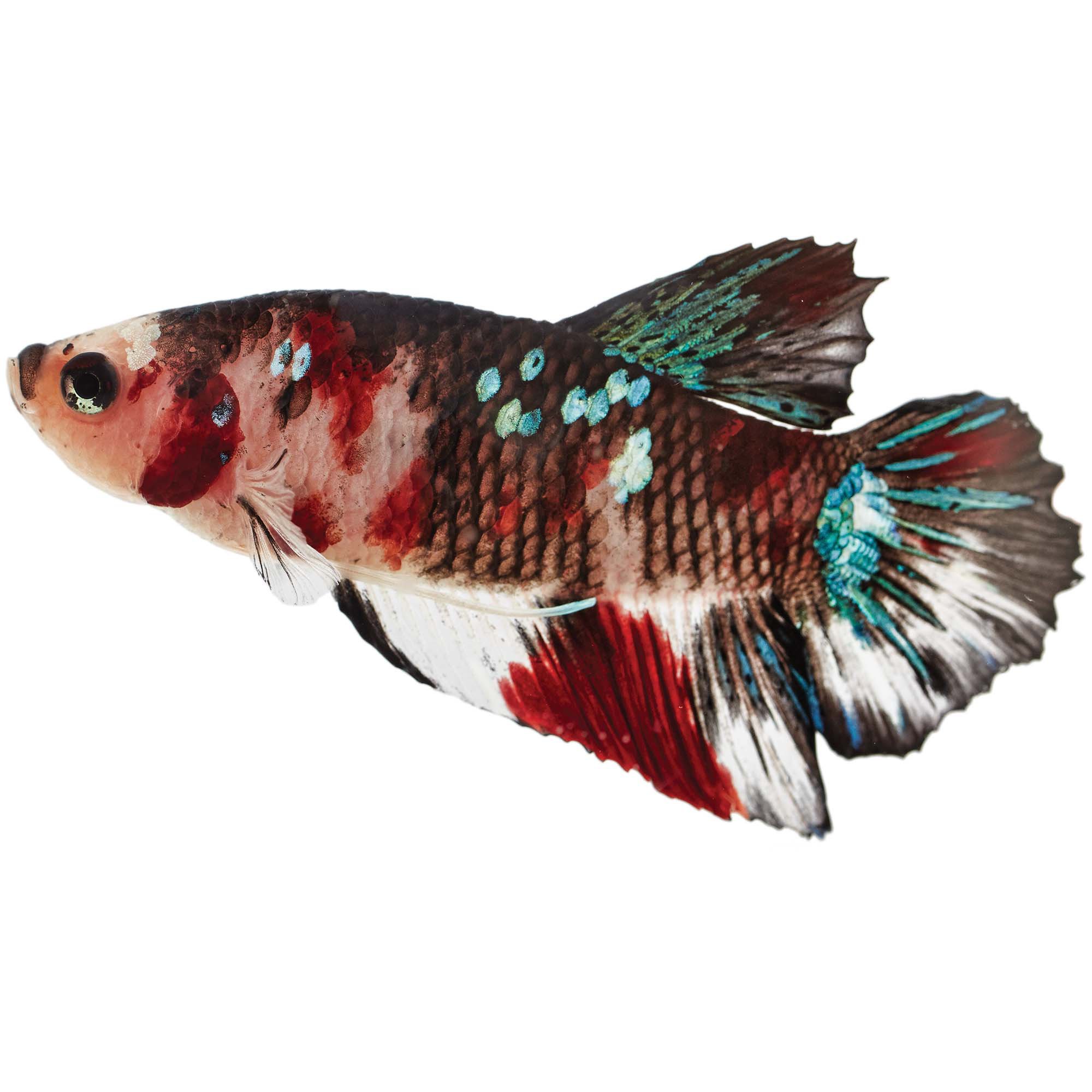 Male Koi Betta | Petco