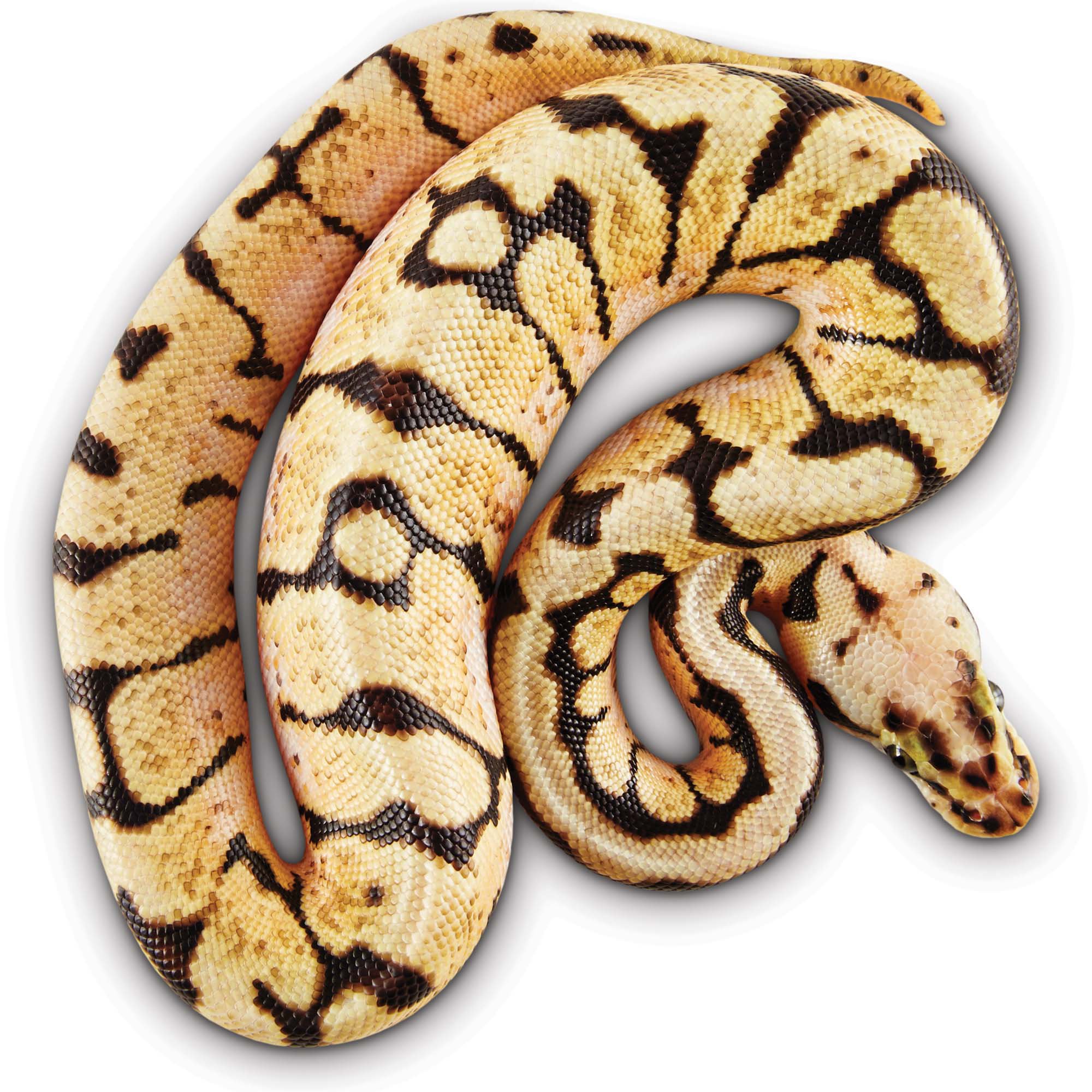 Ball Python Python Regius Petco - 