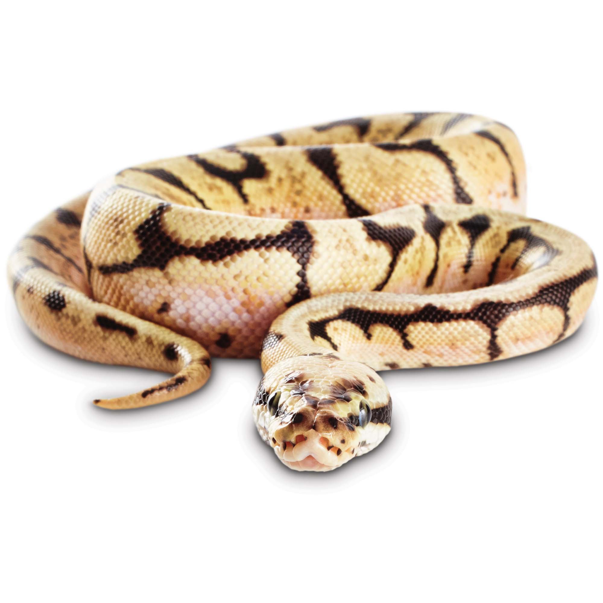 Ball Python Python Regius Petco - 