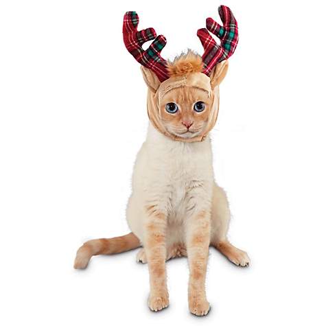 Cat wearing antlers