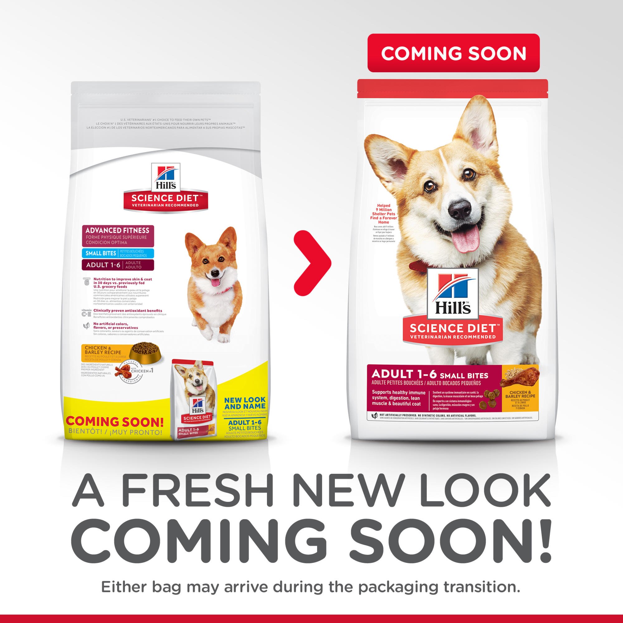 puppy small bites science diet