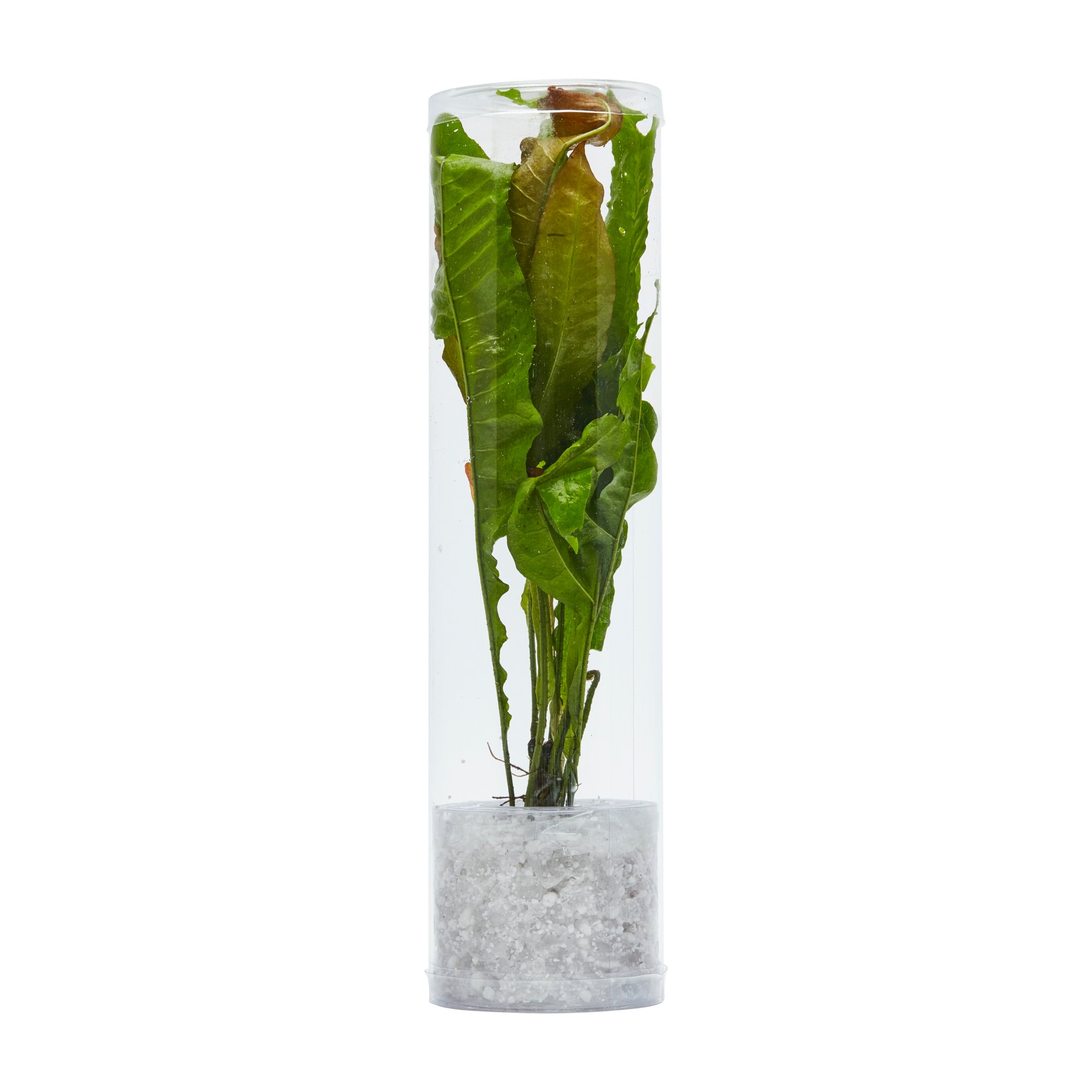 El Nino Fern (Bolbitis heteroclita) Aquarium Tube Plant Petco