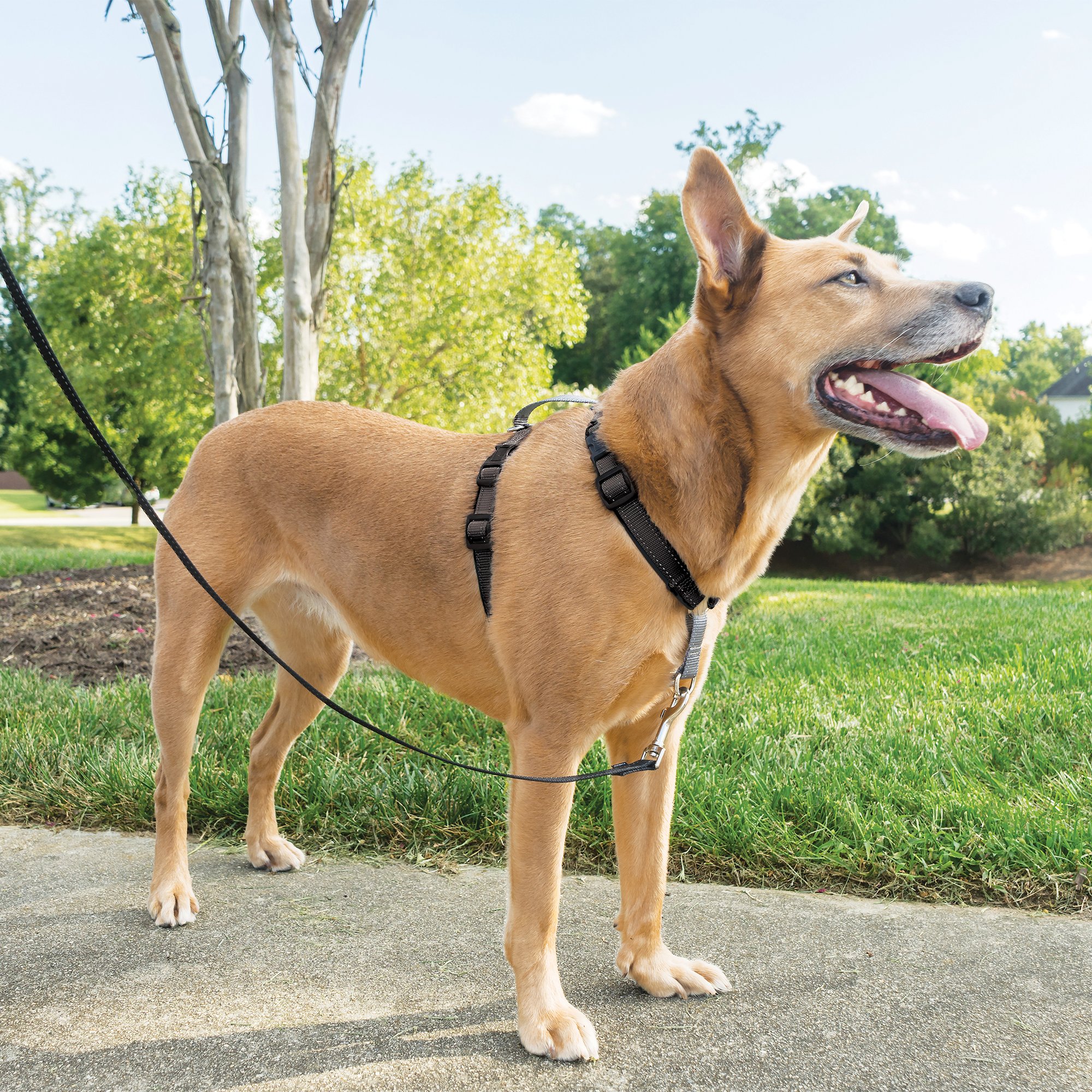 petsafe 3 in 1 harness petco
