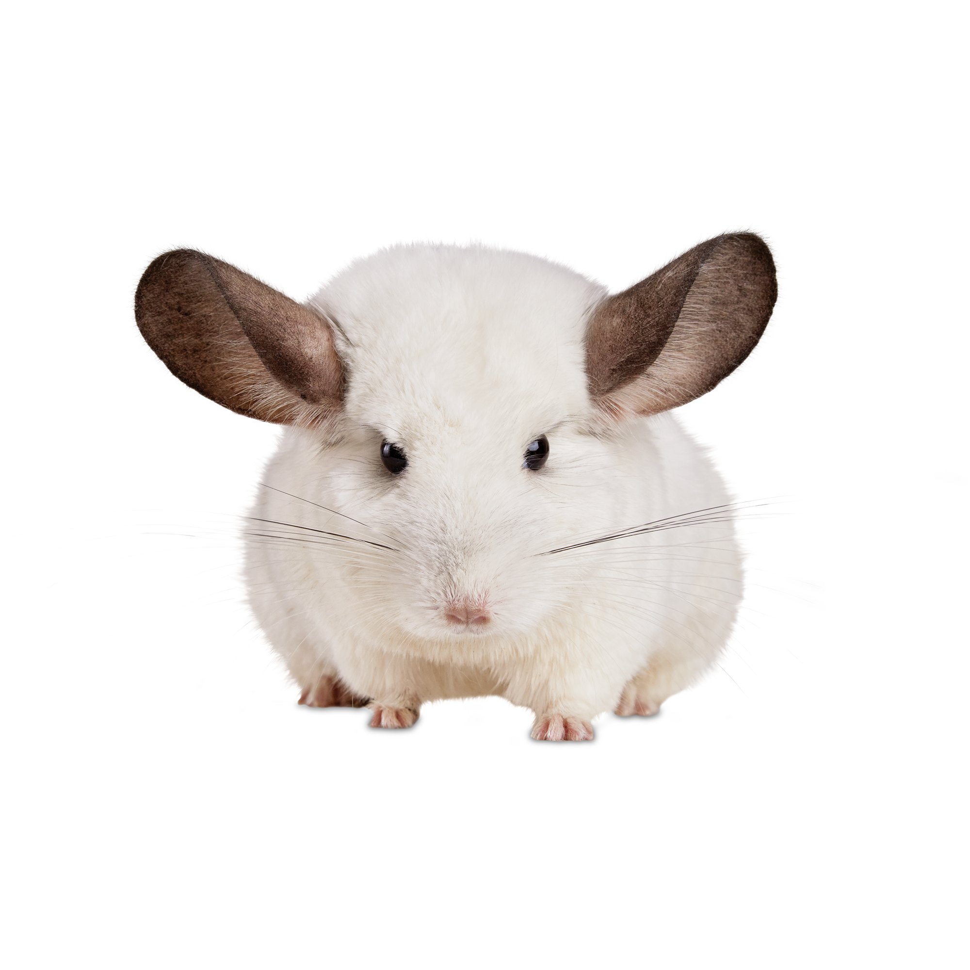 Chinchilla For Sale Petco Online Shopping