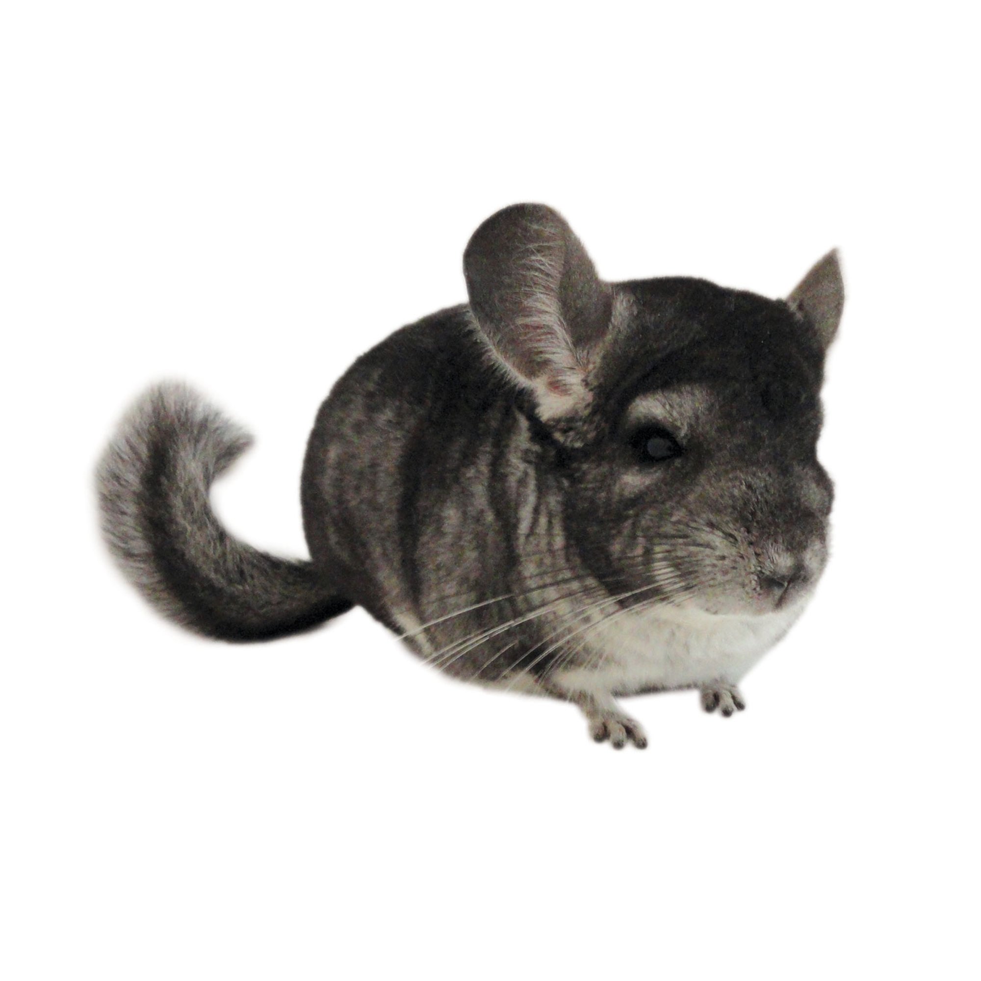 Chinchillas Petco