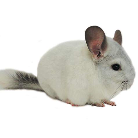 Chinchilla For Sale >> Chinchillas Petco Chinchilla For Sale >> Chinchillas Petco