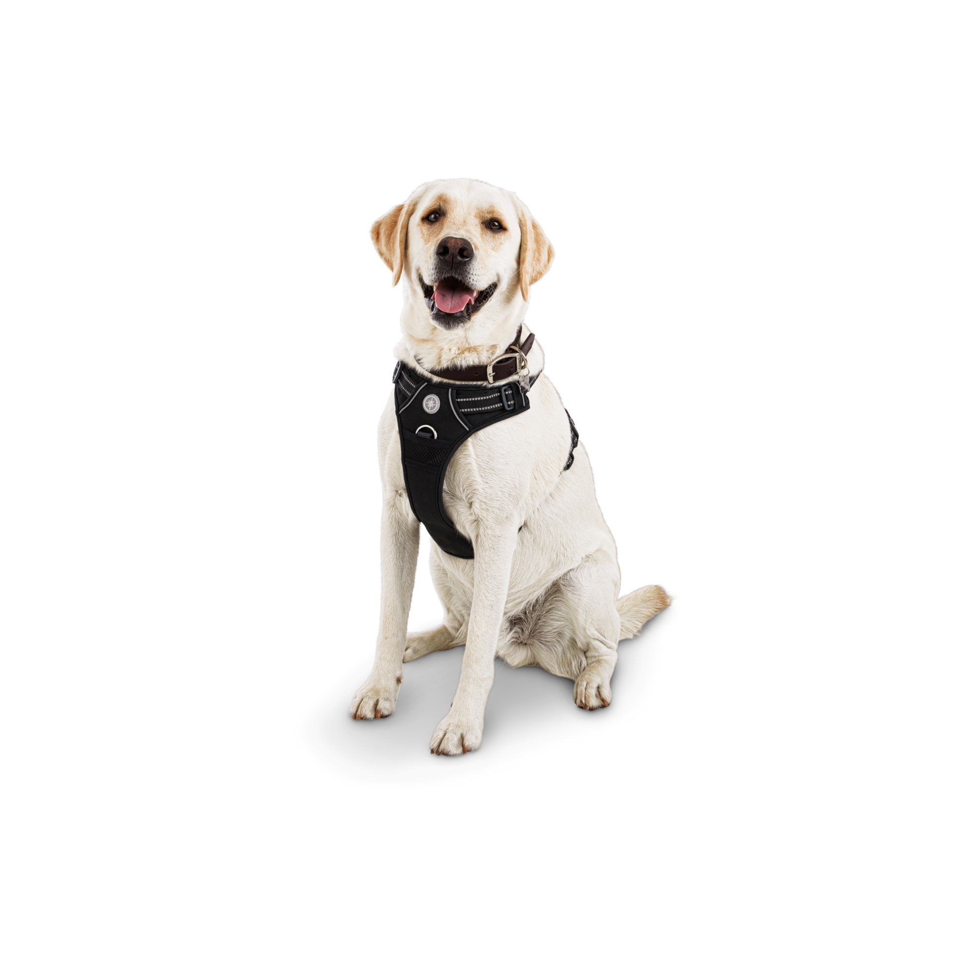 Good2Go Black Front Walking Dog Harness | Petco