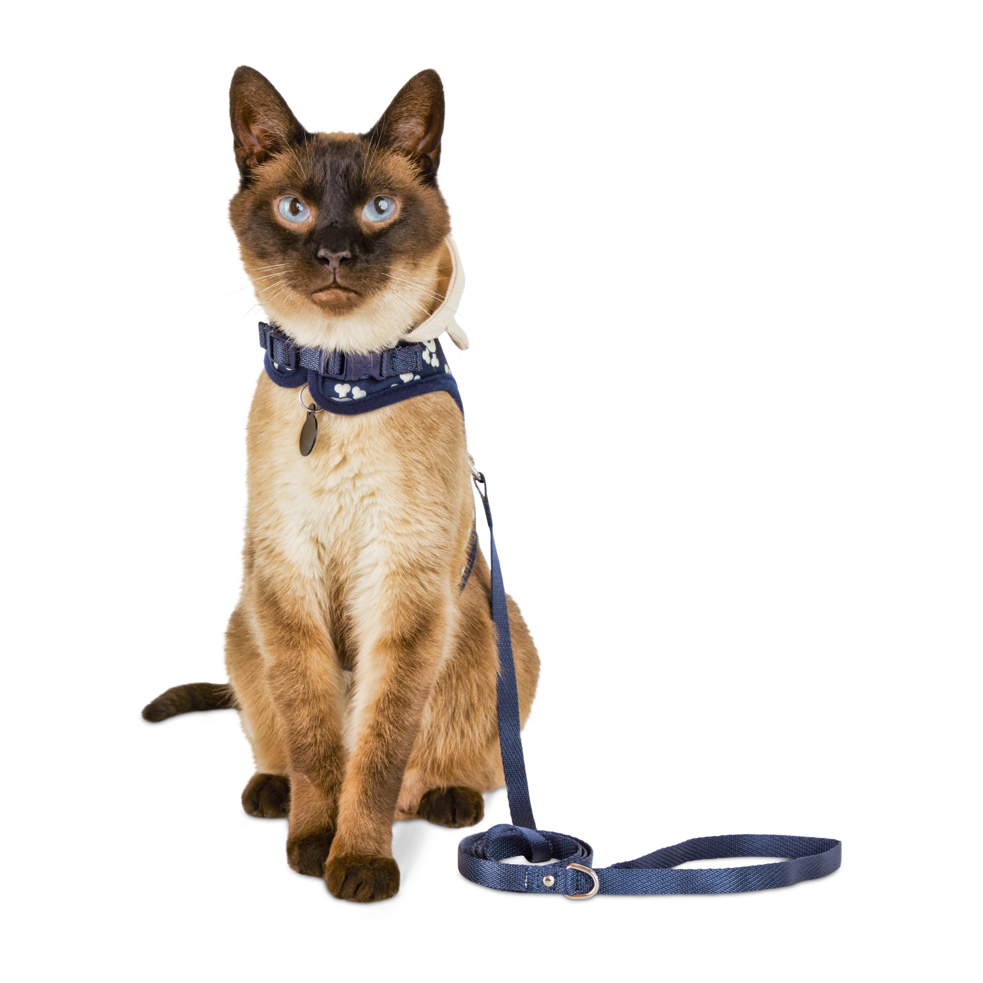 cat collar and leash