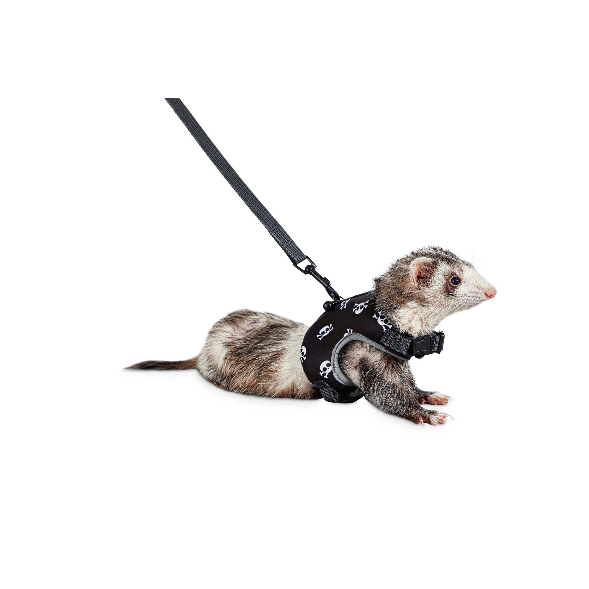 ferret harness petco