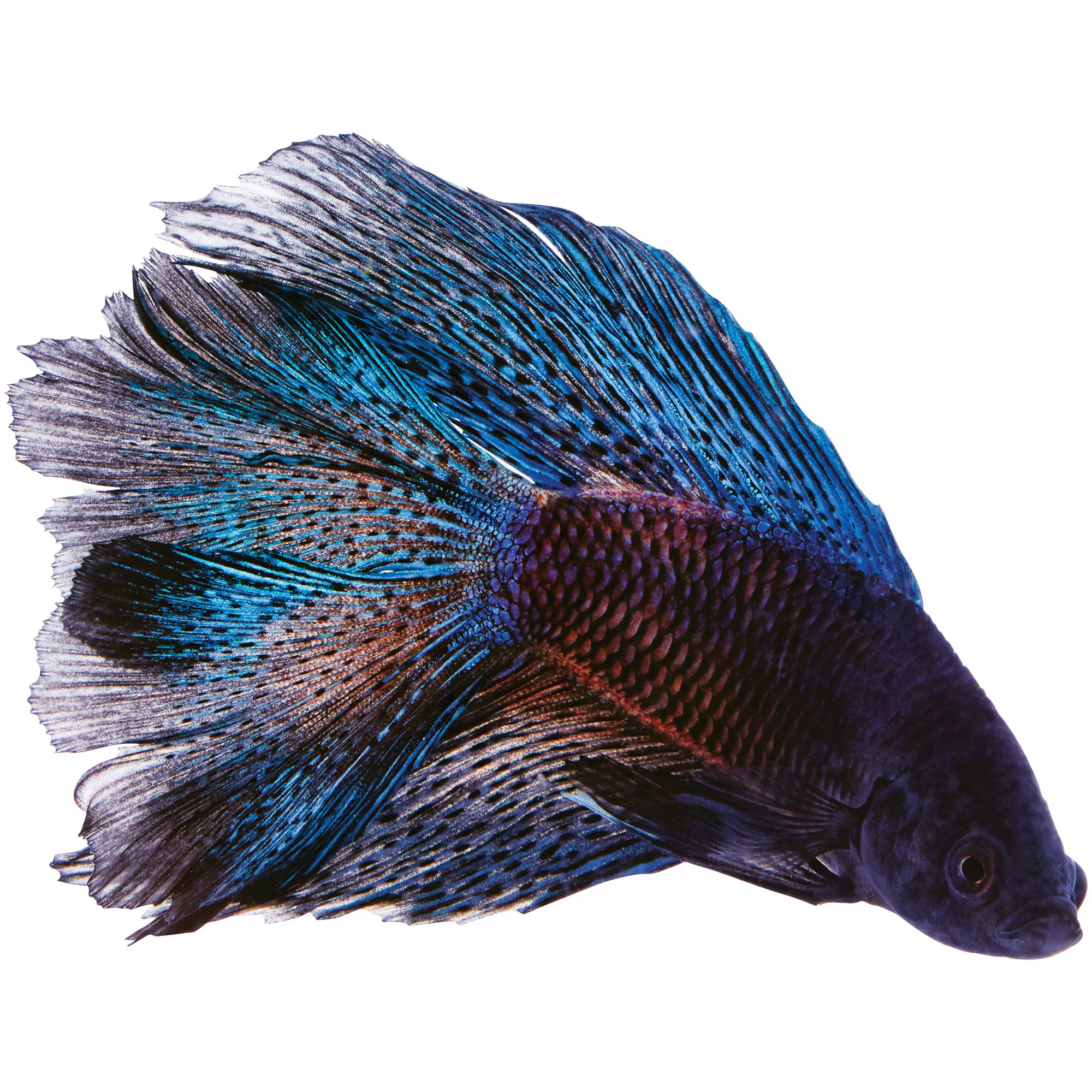 Black Orchid Betta Petco