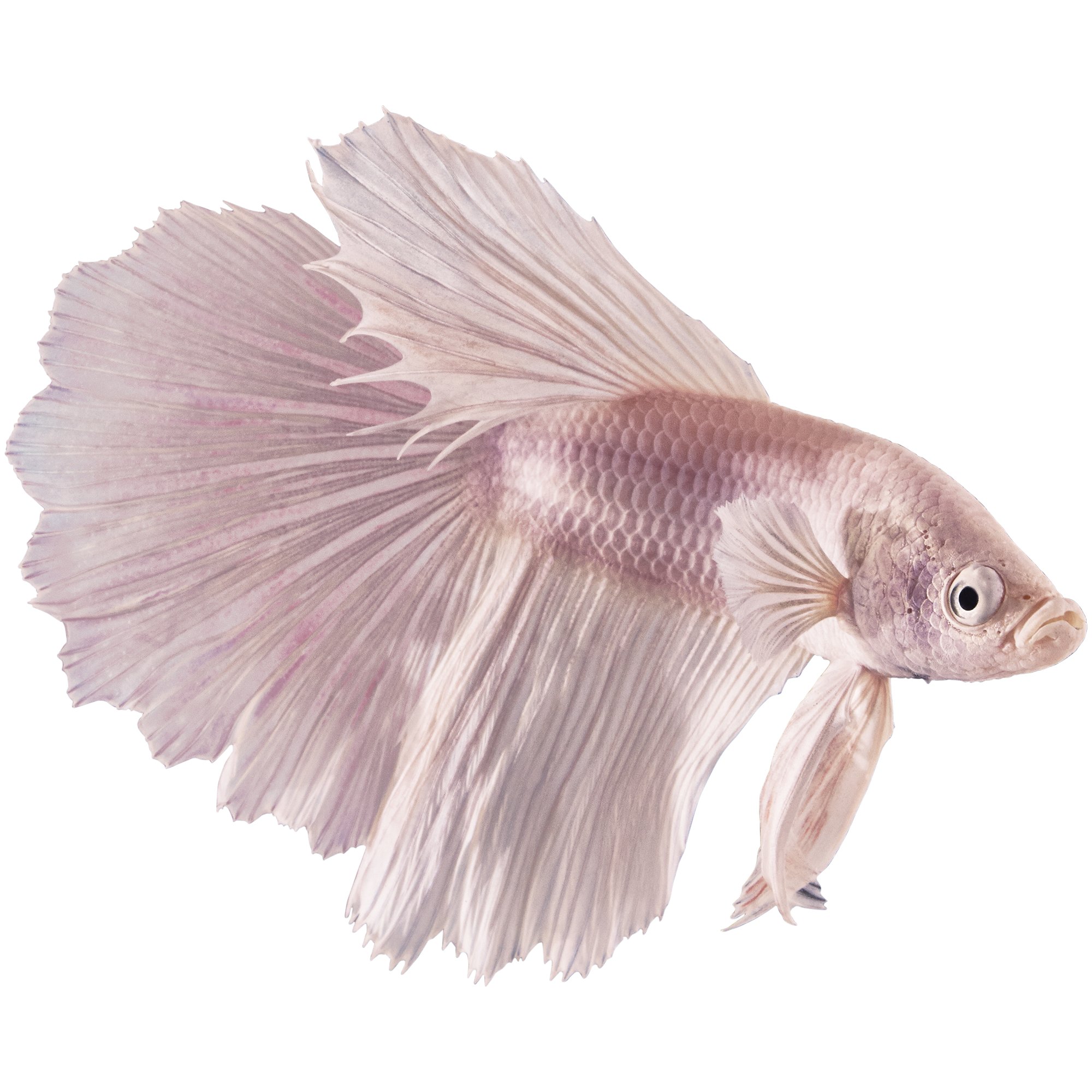 types of betta fish petco