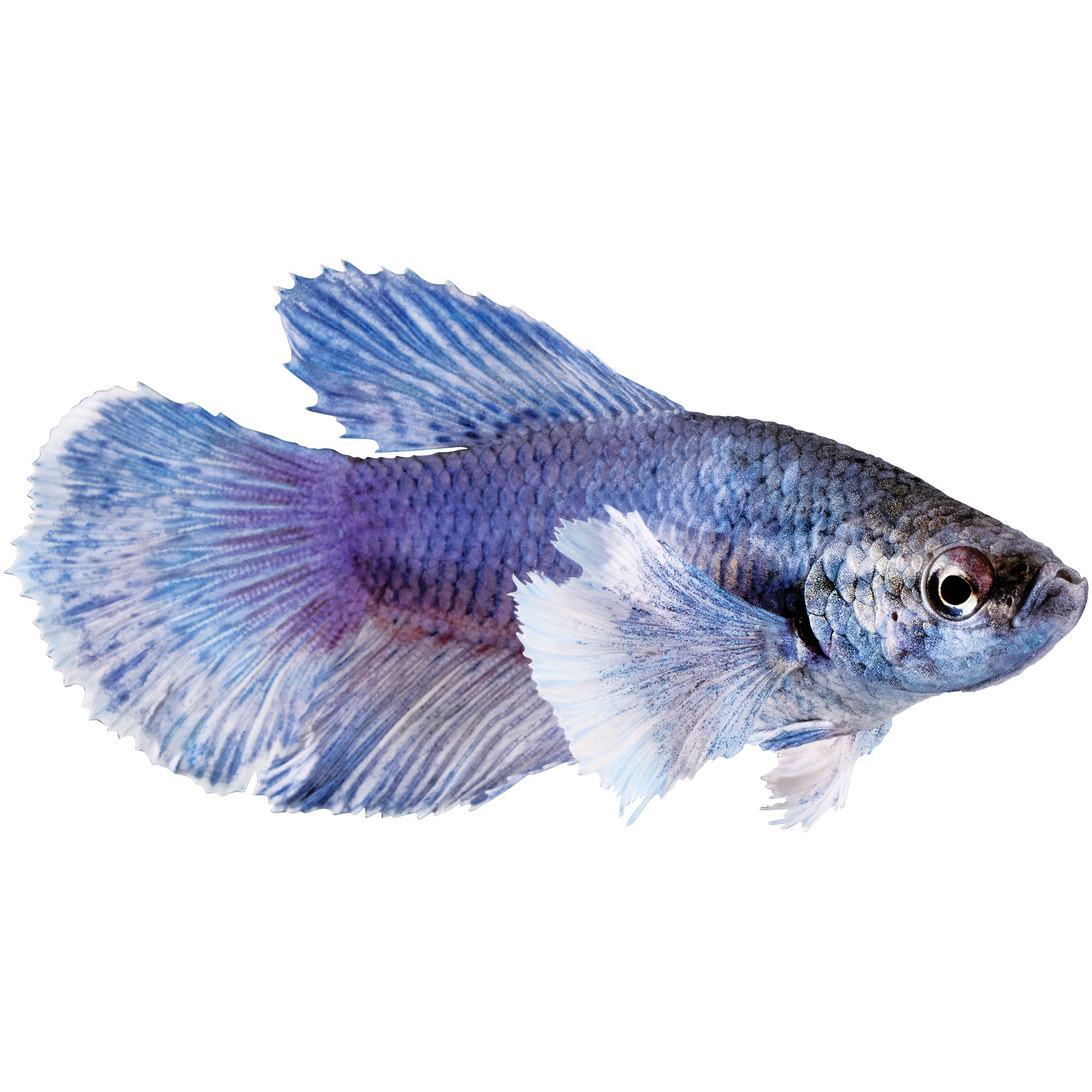 How Much Are Betta Fish? What Do All The Types Cost?