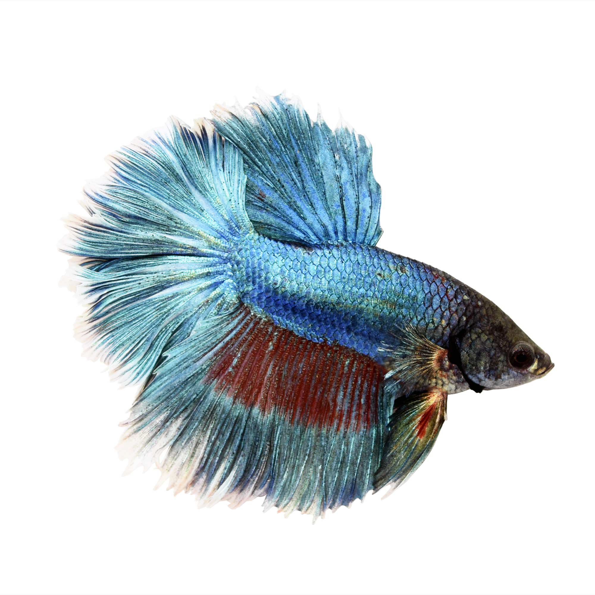 Rose Petal Betta | Petco