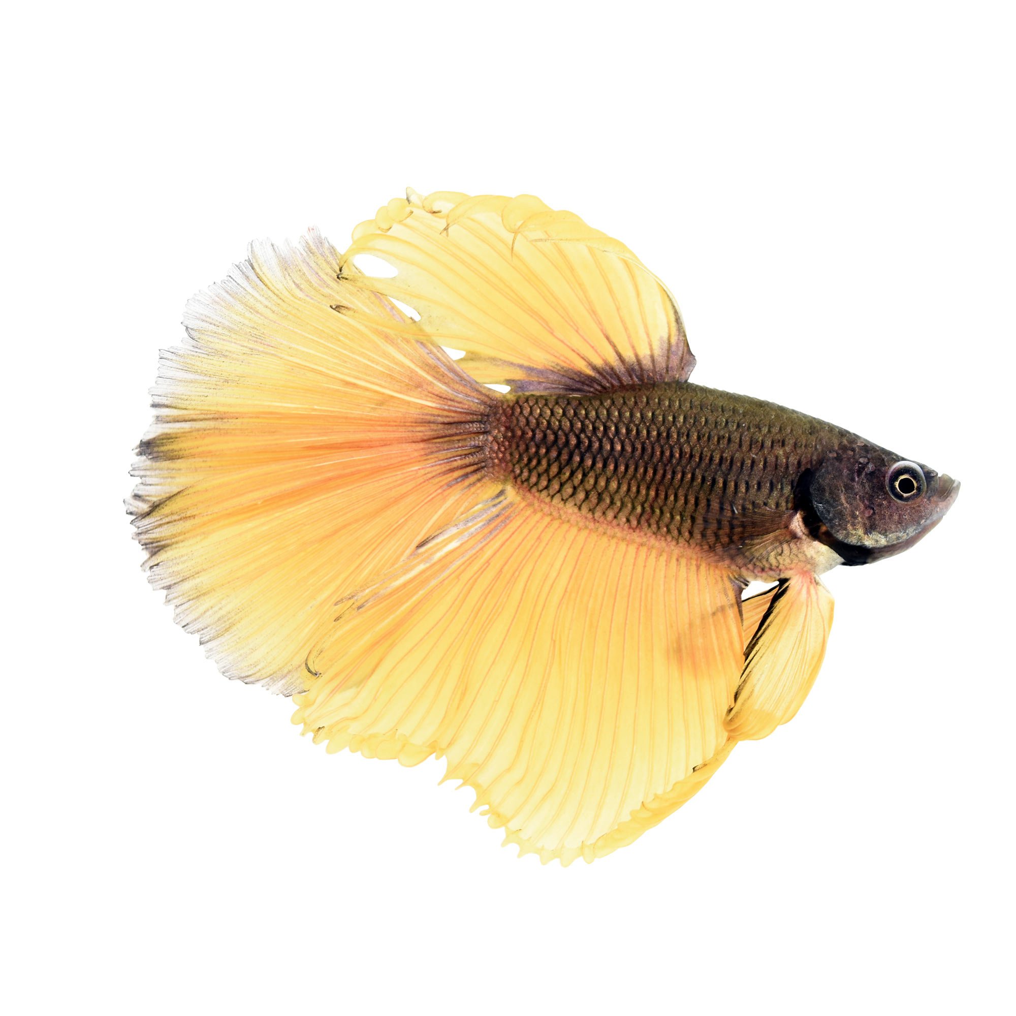 How Much Are Betta Fish? What Do All The Types Cost?