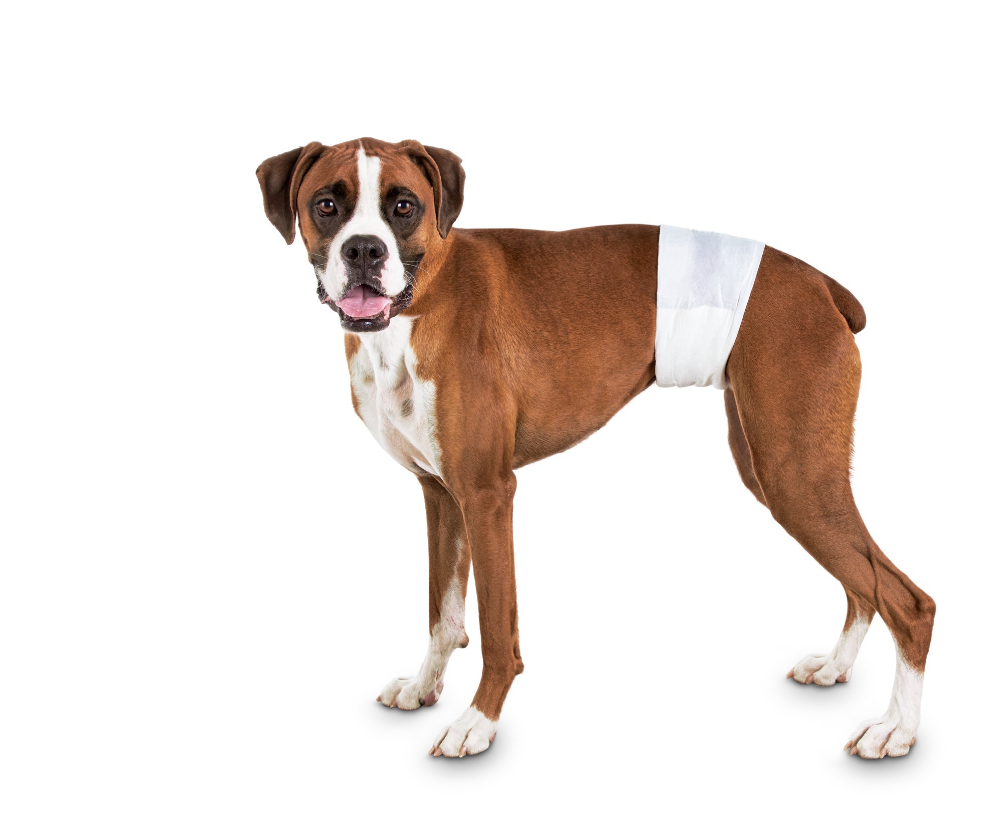 disposable boy dog diapers