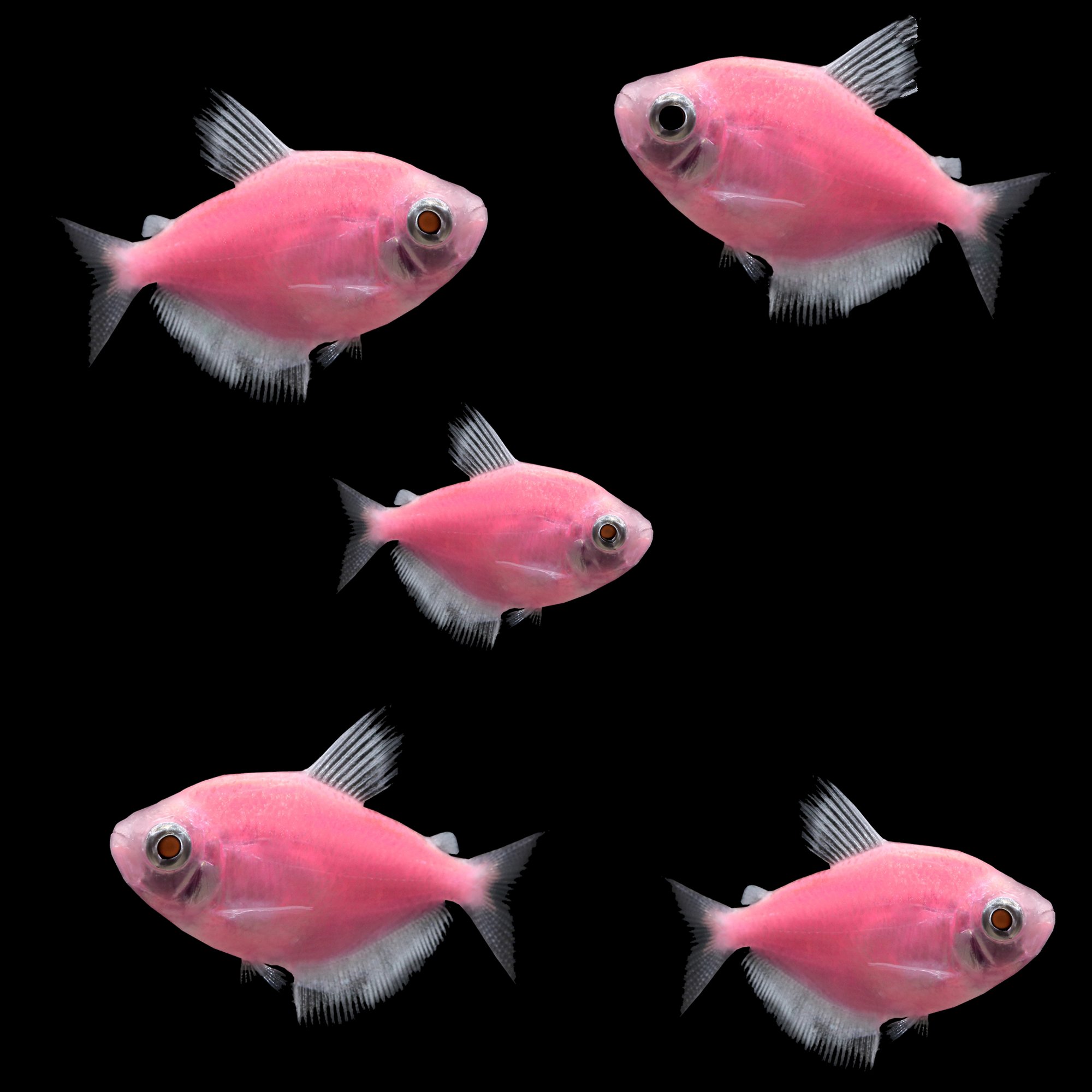 GloFish 5Pack Moonrise Pink Tetra Petco