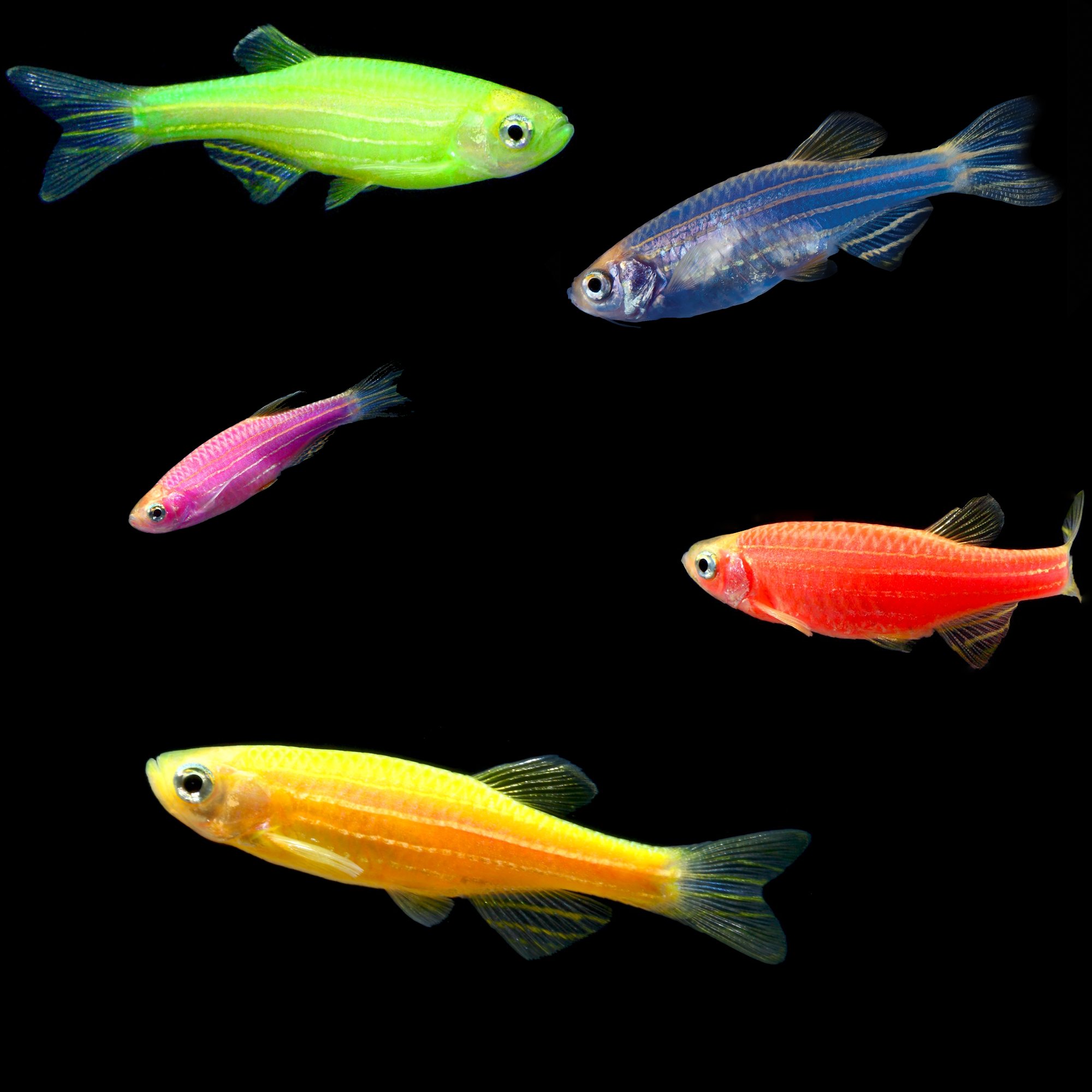 Glofish care information