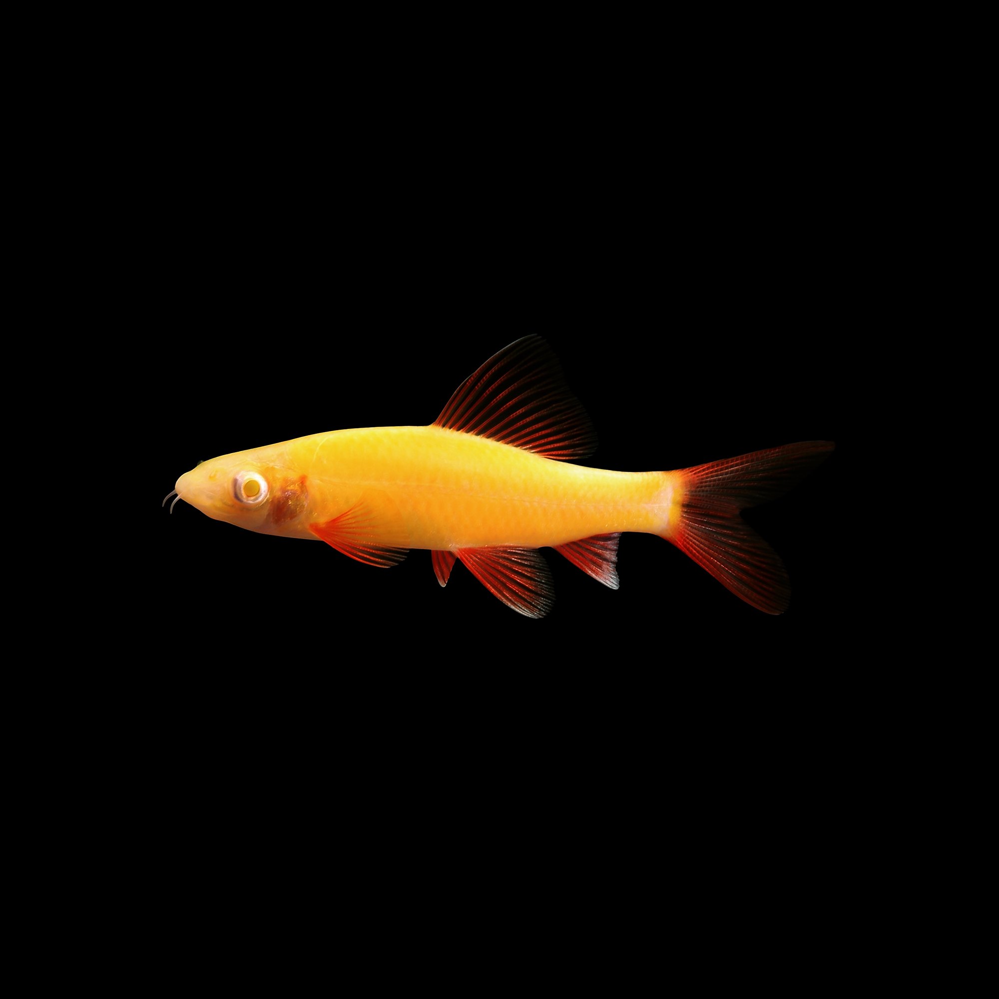 GloFish Sunburst Orange Shark  Petco